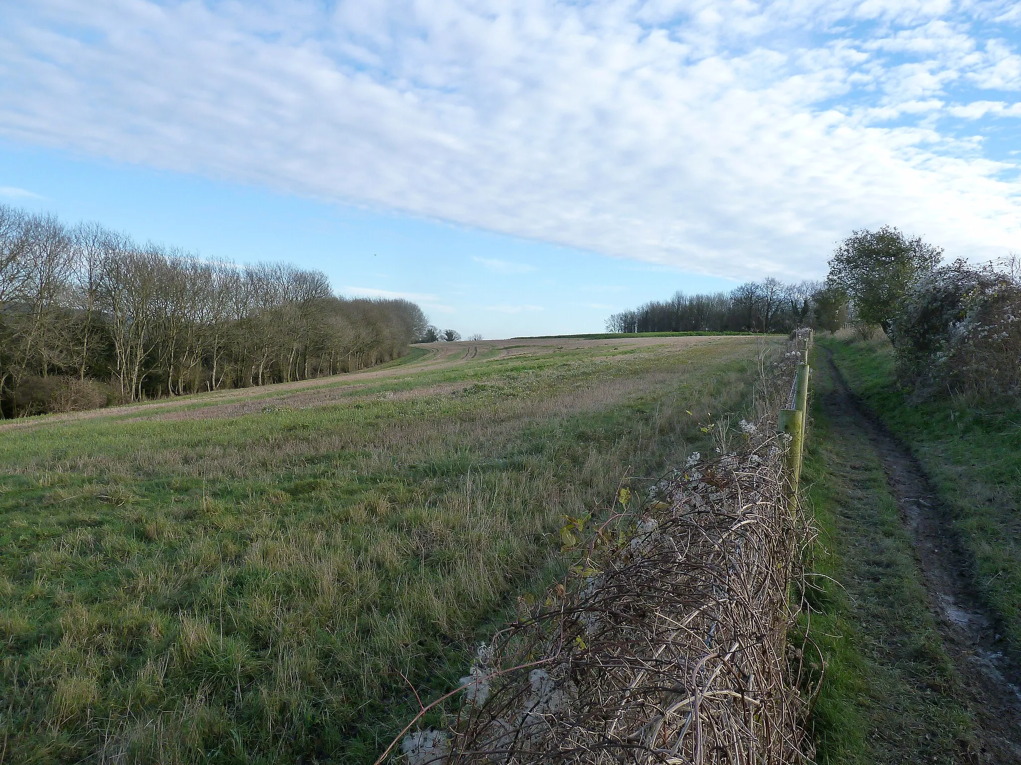 Photo showing: Bridleway approaching Stoke Clump