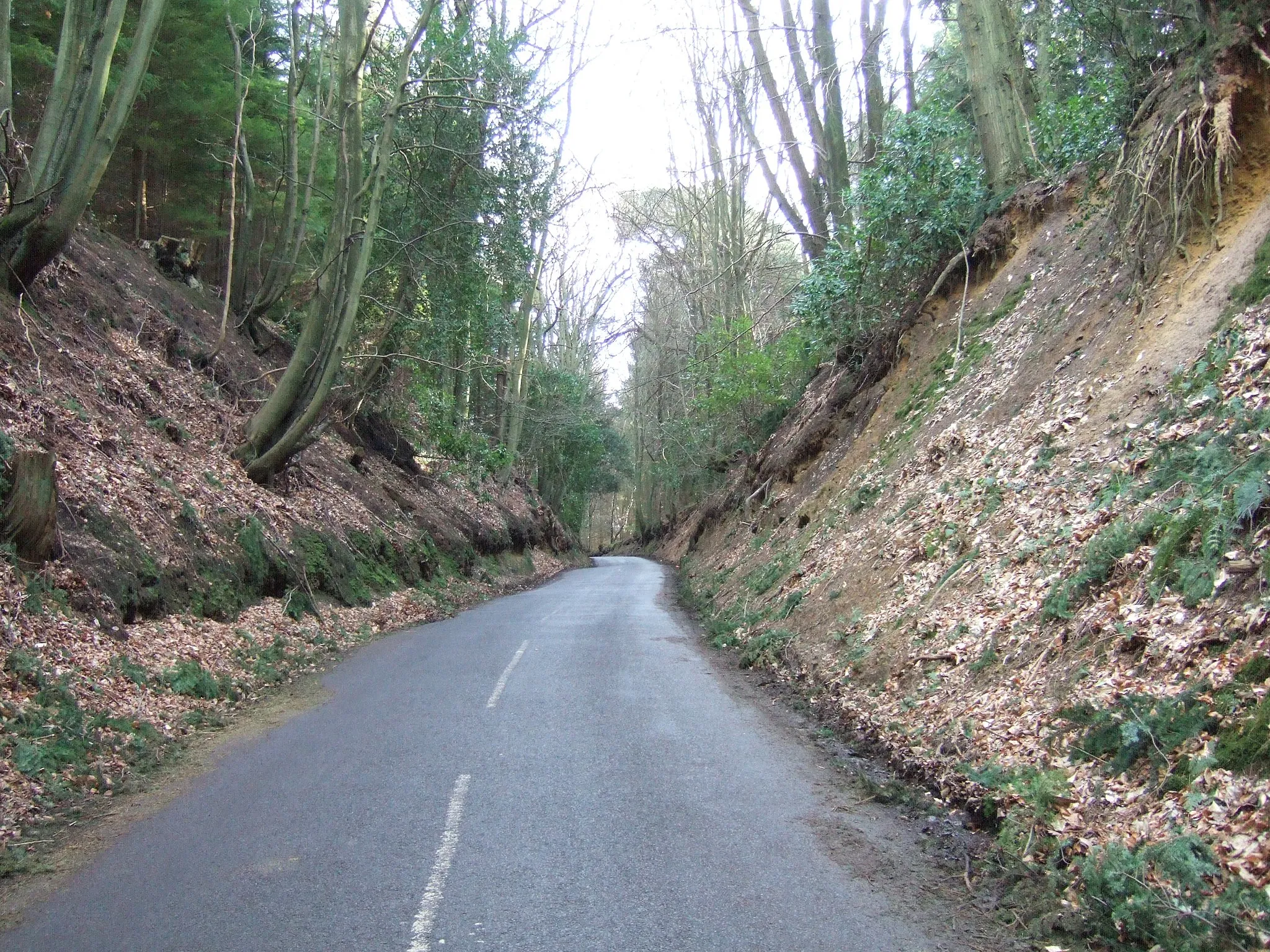Photo showing: Coldharbour Lane The road to Coldharbour has some sections like this where the road is in a deep cutting through the woods.
