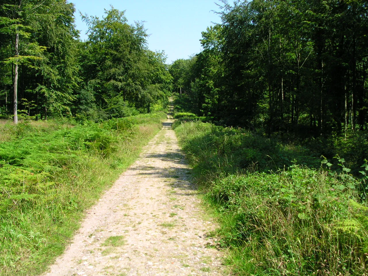 Photo showing: Stane Street Roman road at Eartham Woods, West Sussex, England.