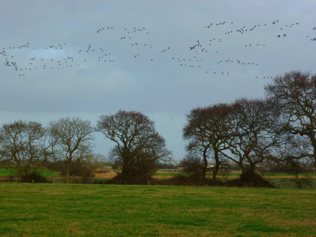 Photo showing: A flight of Brent geese