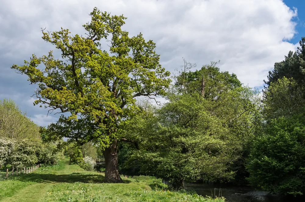 Photo showing: River Mole