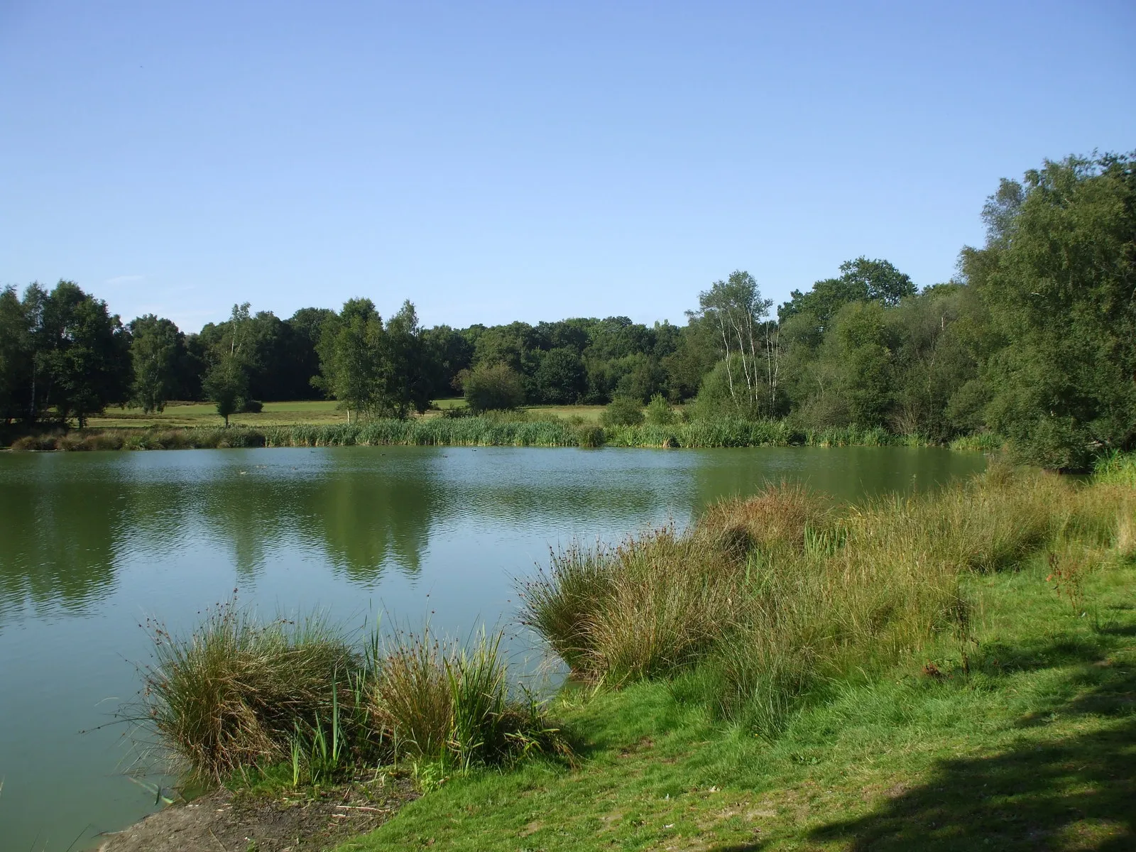 Photo showing: Piltdown Pond, East Sussex