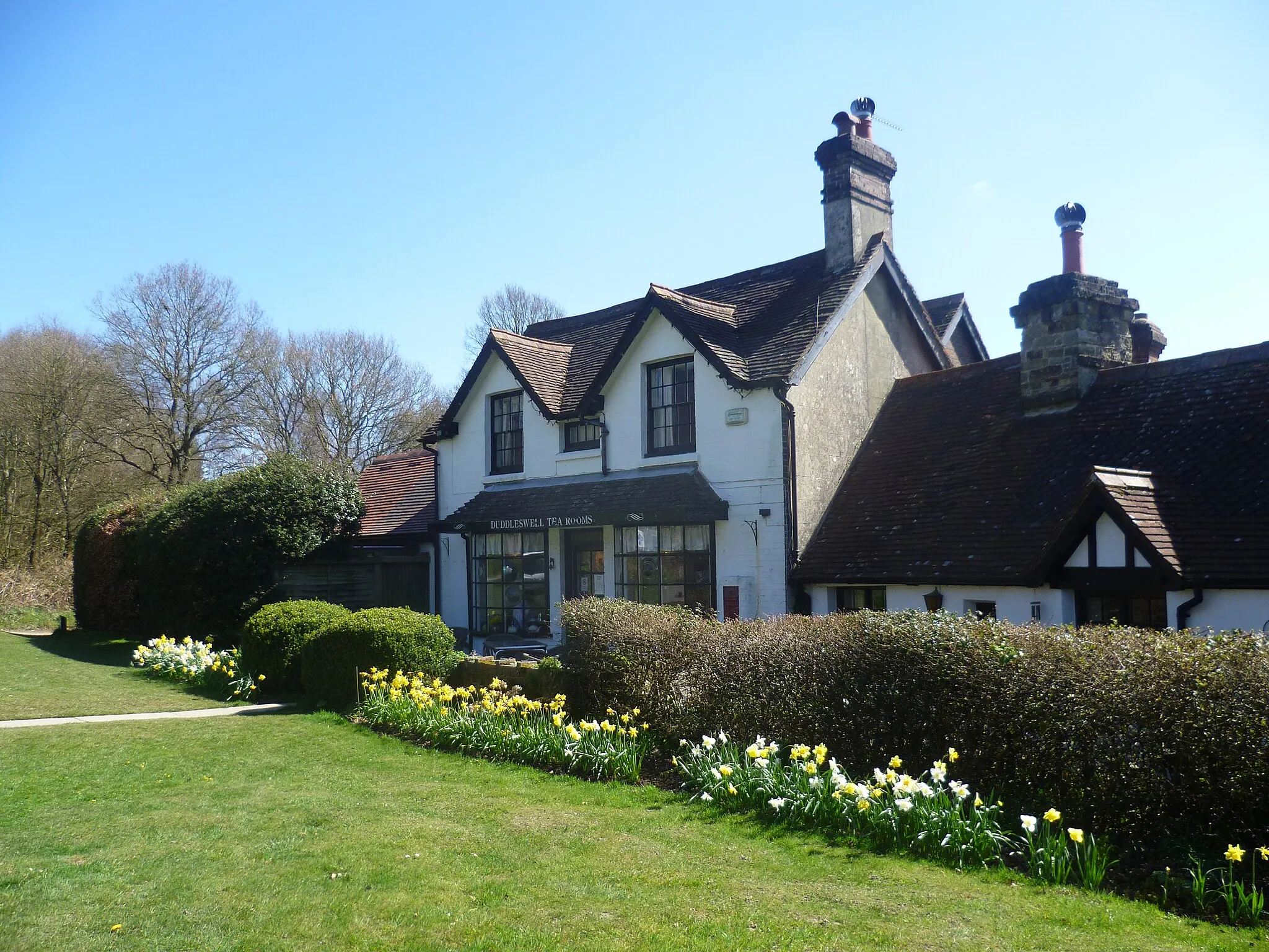 Photo showing: Daffodil time at Duddleswell Tea Rooms