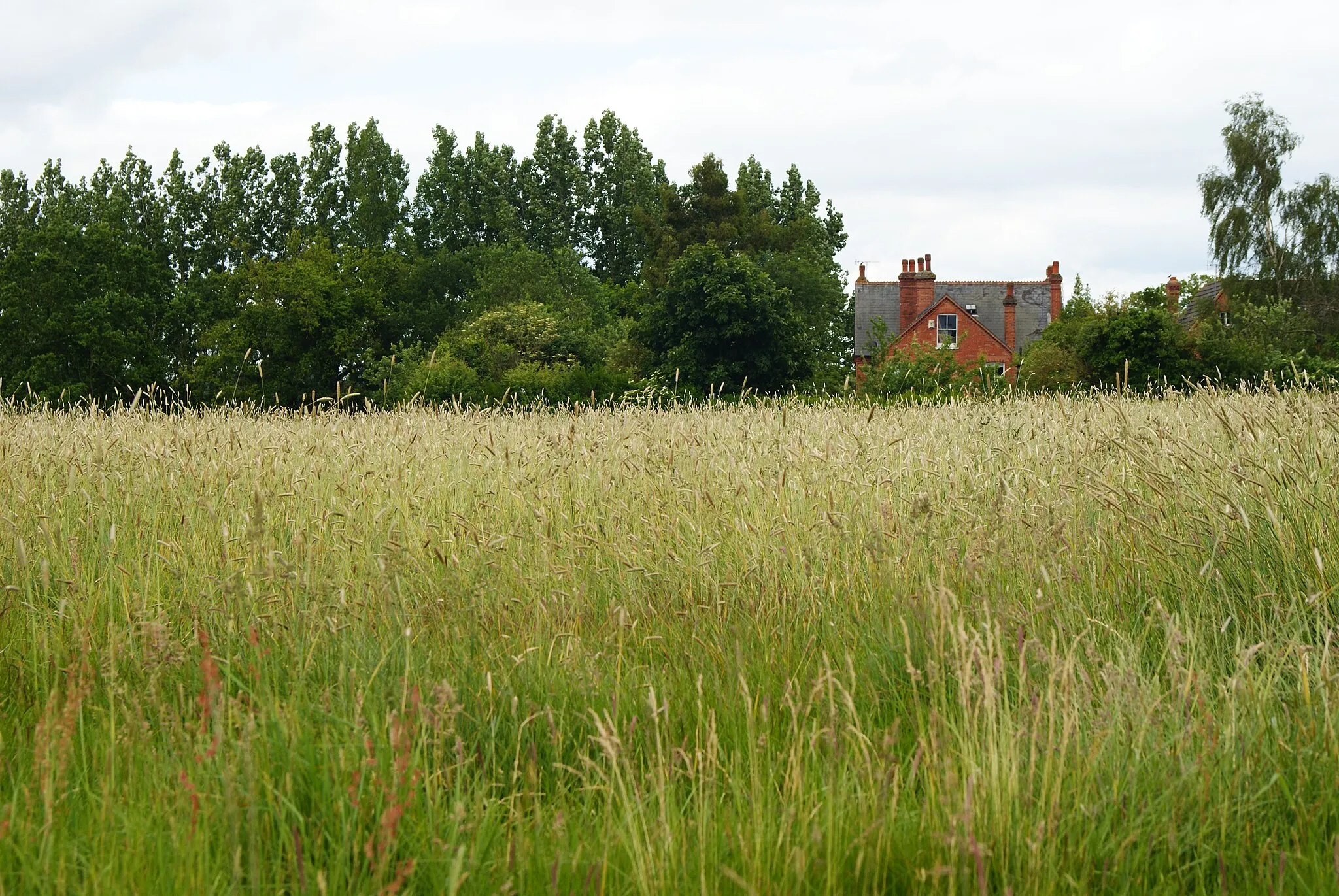 Photo showing: Across the Field, Lingfield, Surrey