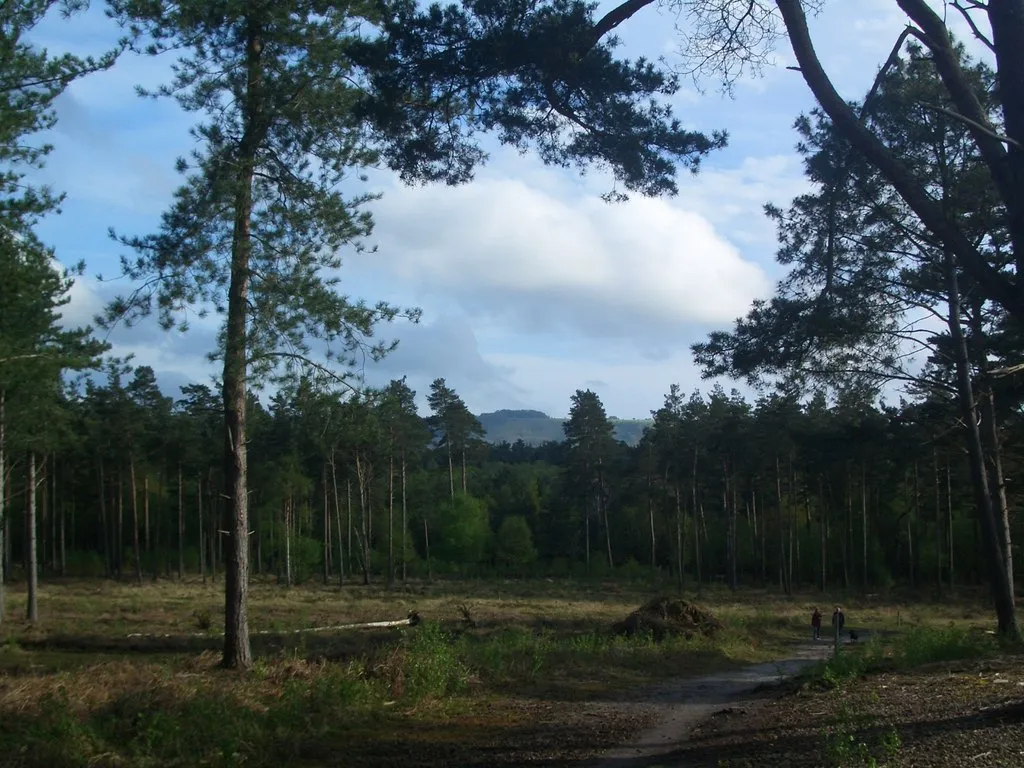 Photo showing: Wiggonholt Common