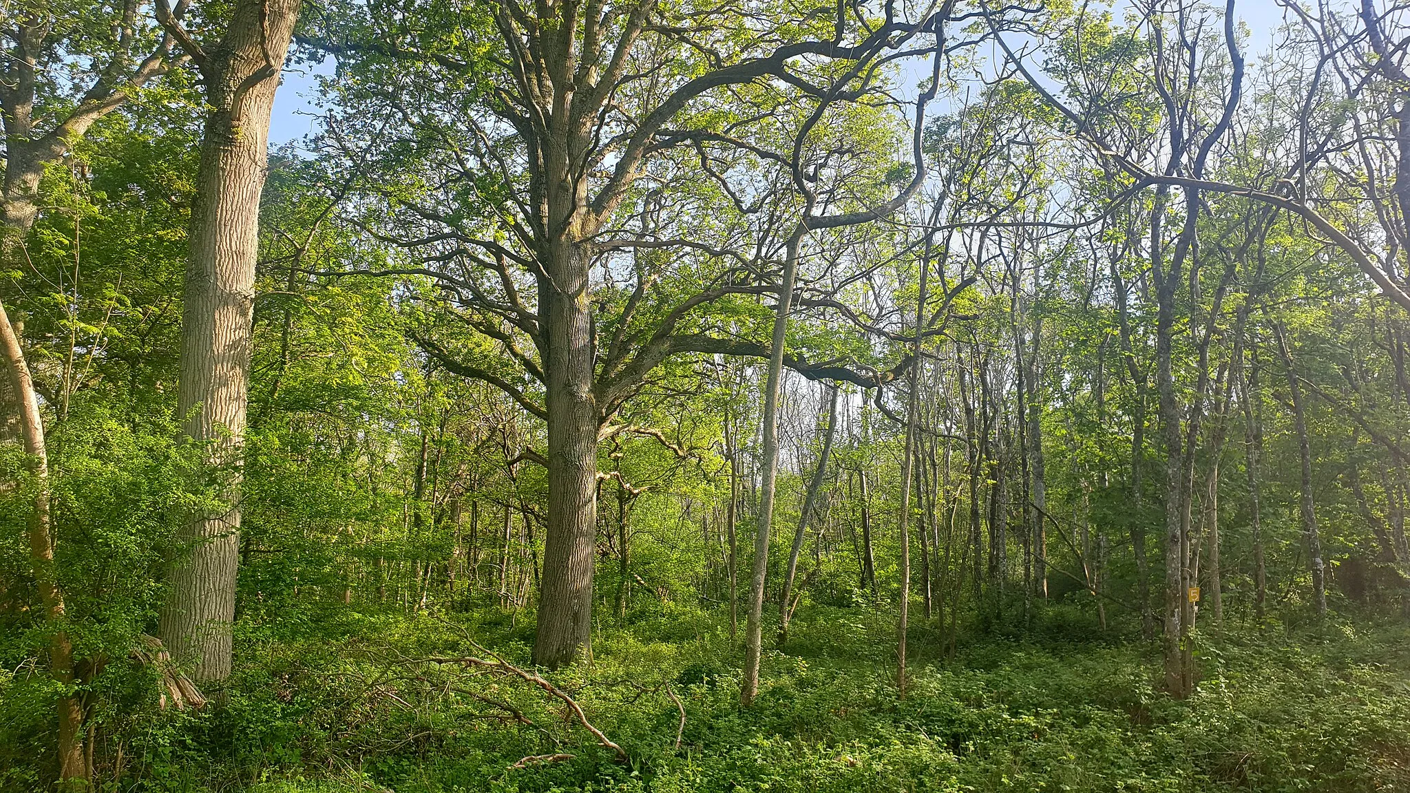 Photo showing: Randolph's Copse, an ancient woodland and one of the Danny Woods, rich and interesting at all times of year.