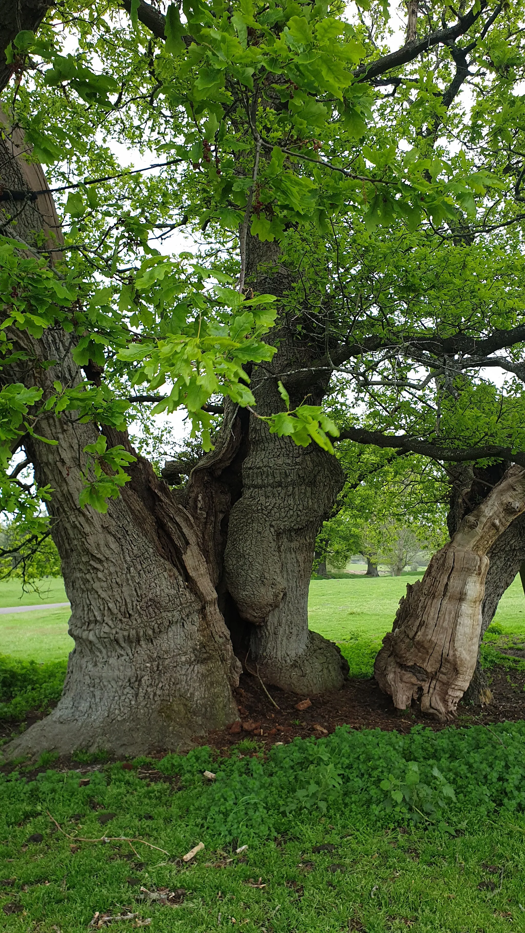 Photo showing: The Danny Old One is the biggest and perhaps oldest Oak trees in the Sussex Weald. Its girth is 32.5 feet (9.9 metres). It is so old that as David Bangs (2018) puts it, "When she was young the local folk spoke Saxon and Norman-French"