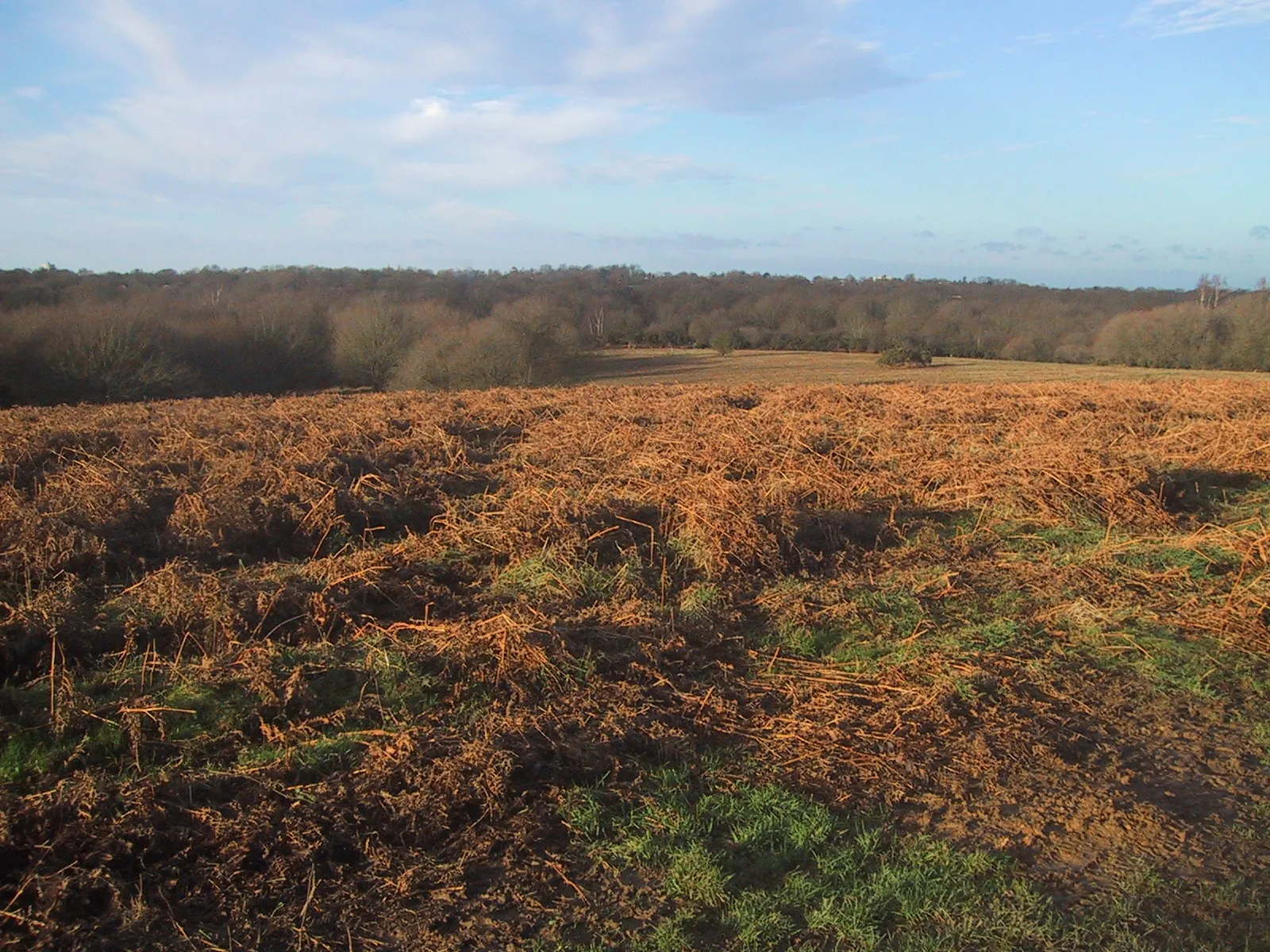 Photo showing: Ditchling Common, Sussex. A Winter view.