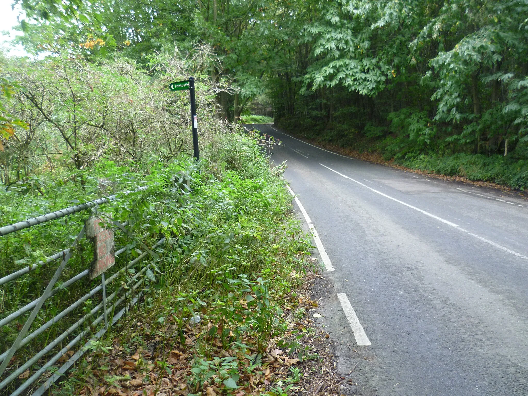 Photo showing: A road through the woods