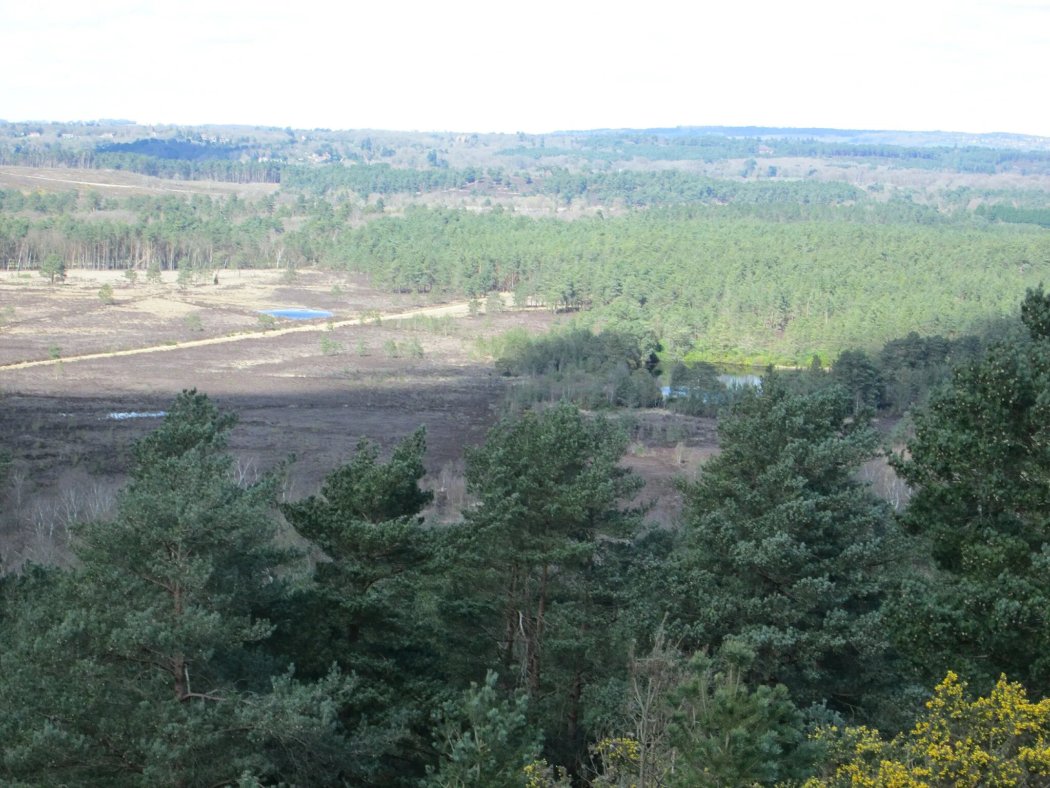 Photo showing: Frensham Common from the Devil’s Jumps