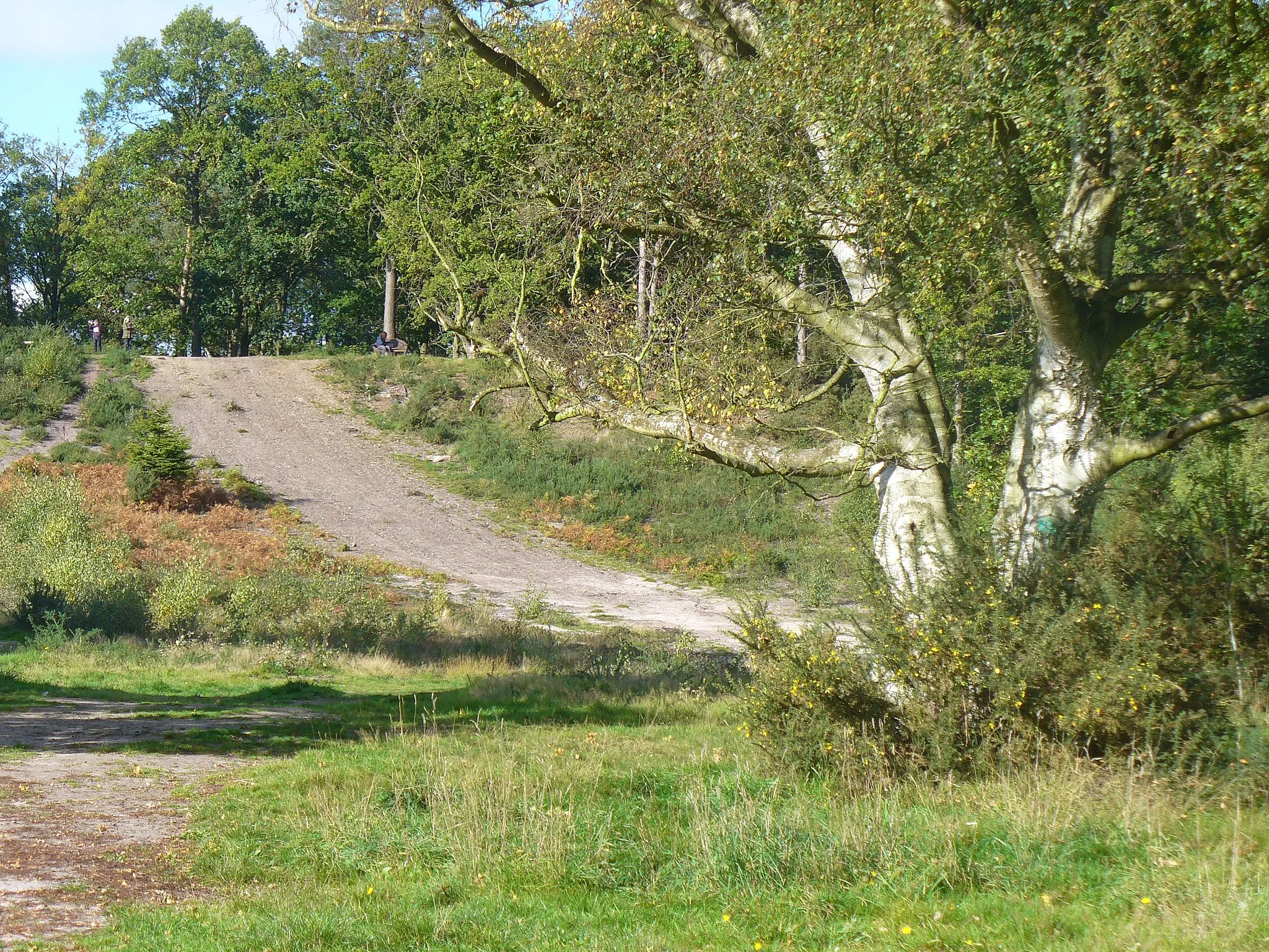 Photo showing: Oxshott Heath