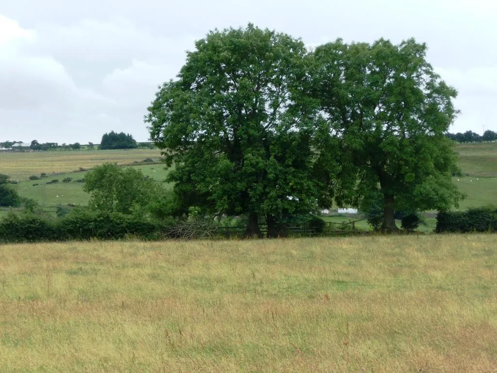 Photo showing: Trees in a hedge