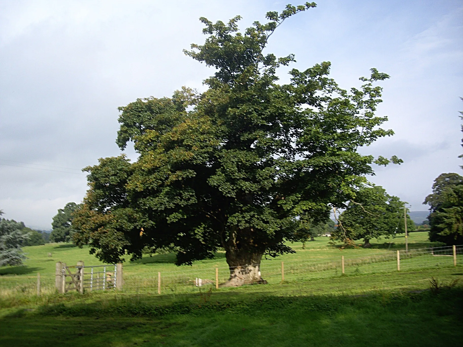 Photo showing: A mature parkland tree