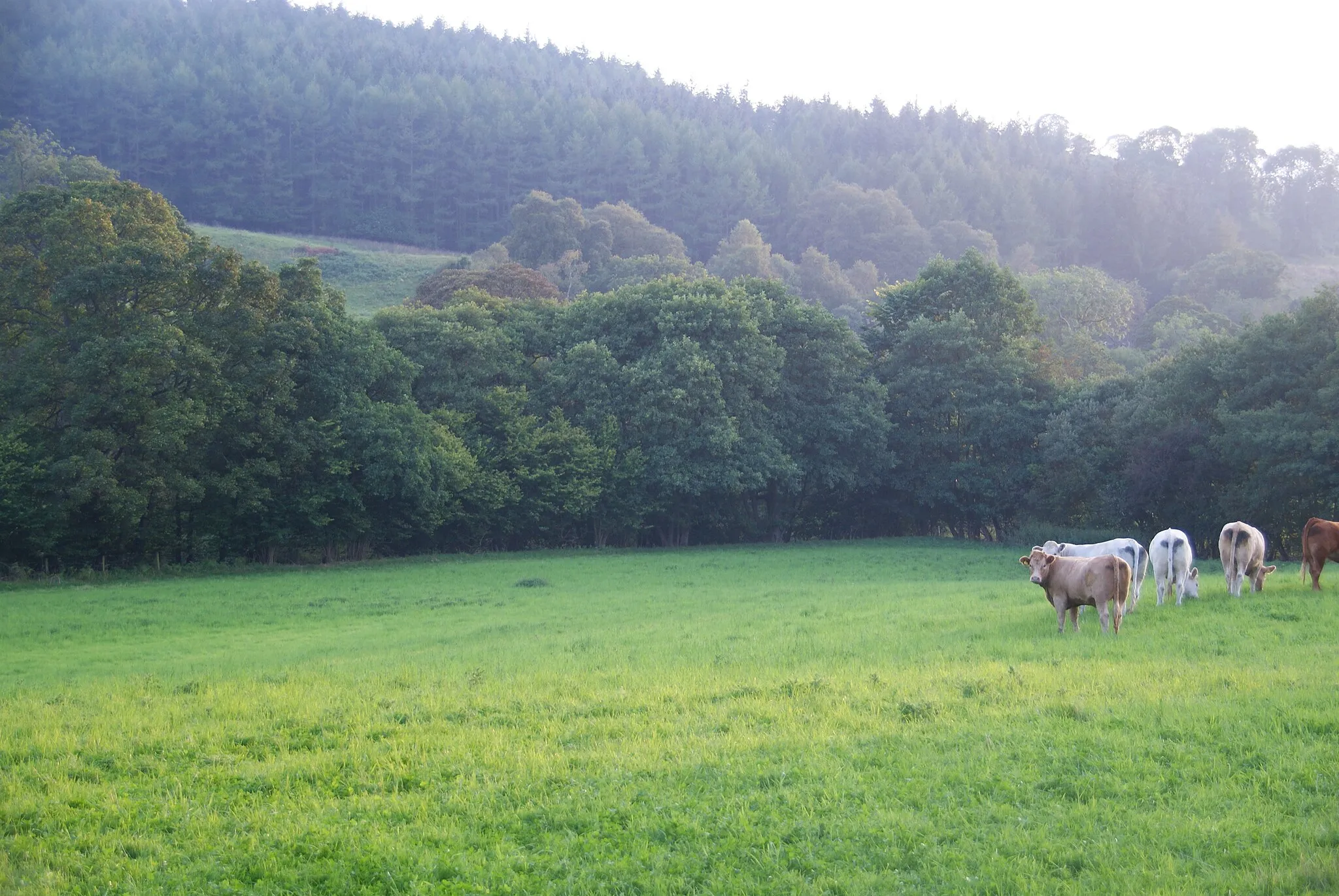 Photo showing: A field of cows in Eskdale