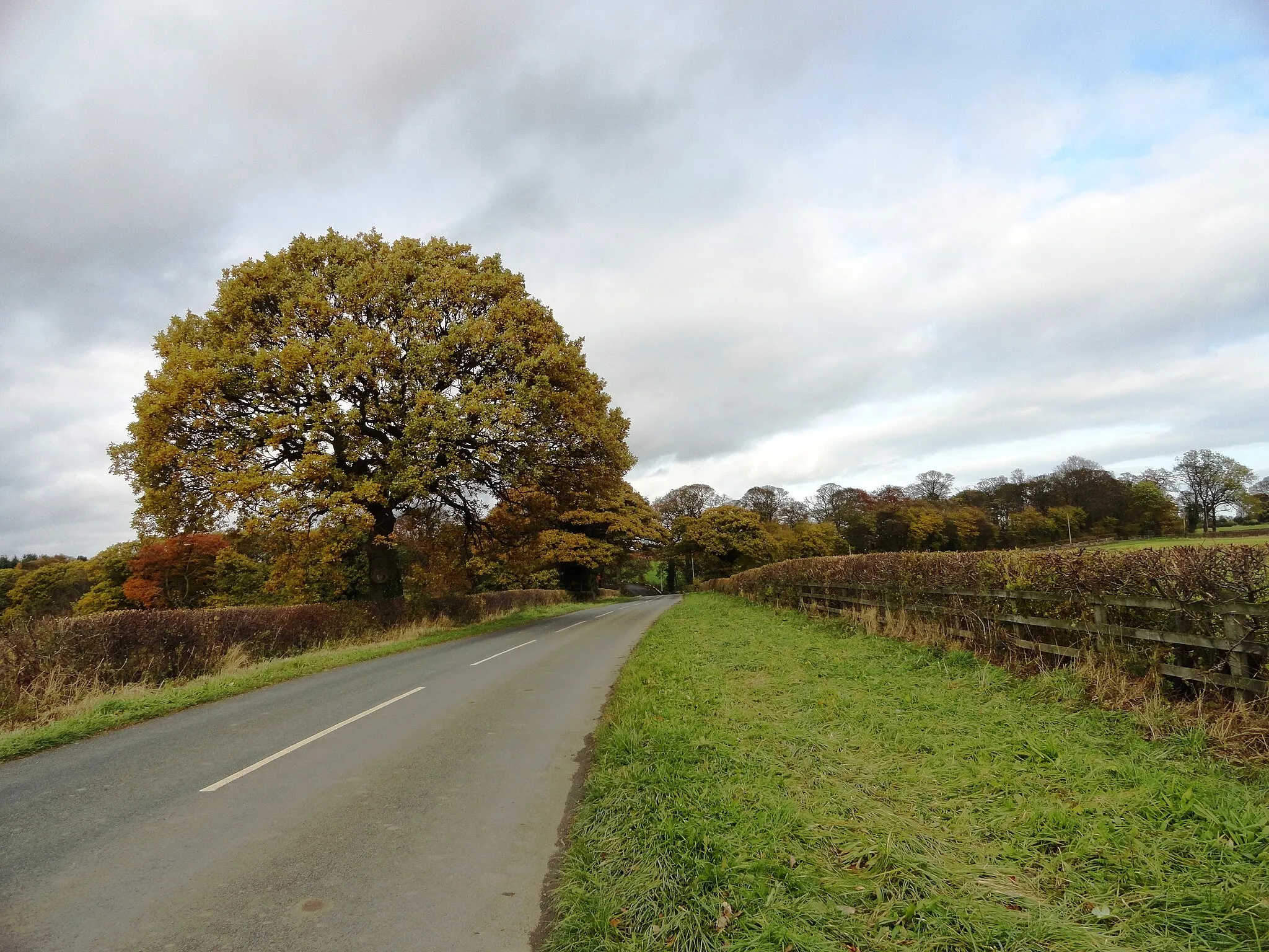 Photo showing: Autumn trees along Cocken Lane