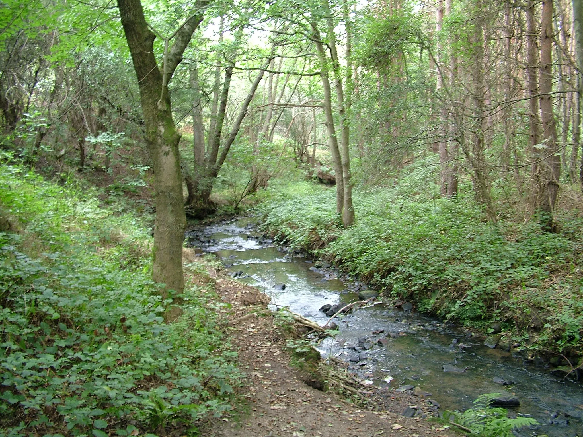 Photo showing: Valley of South Burn, Waldridge Fell, Co Durham, England