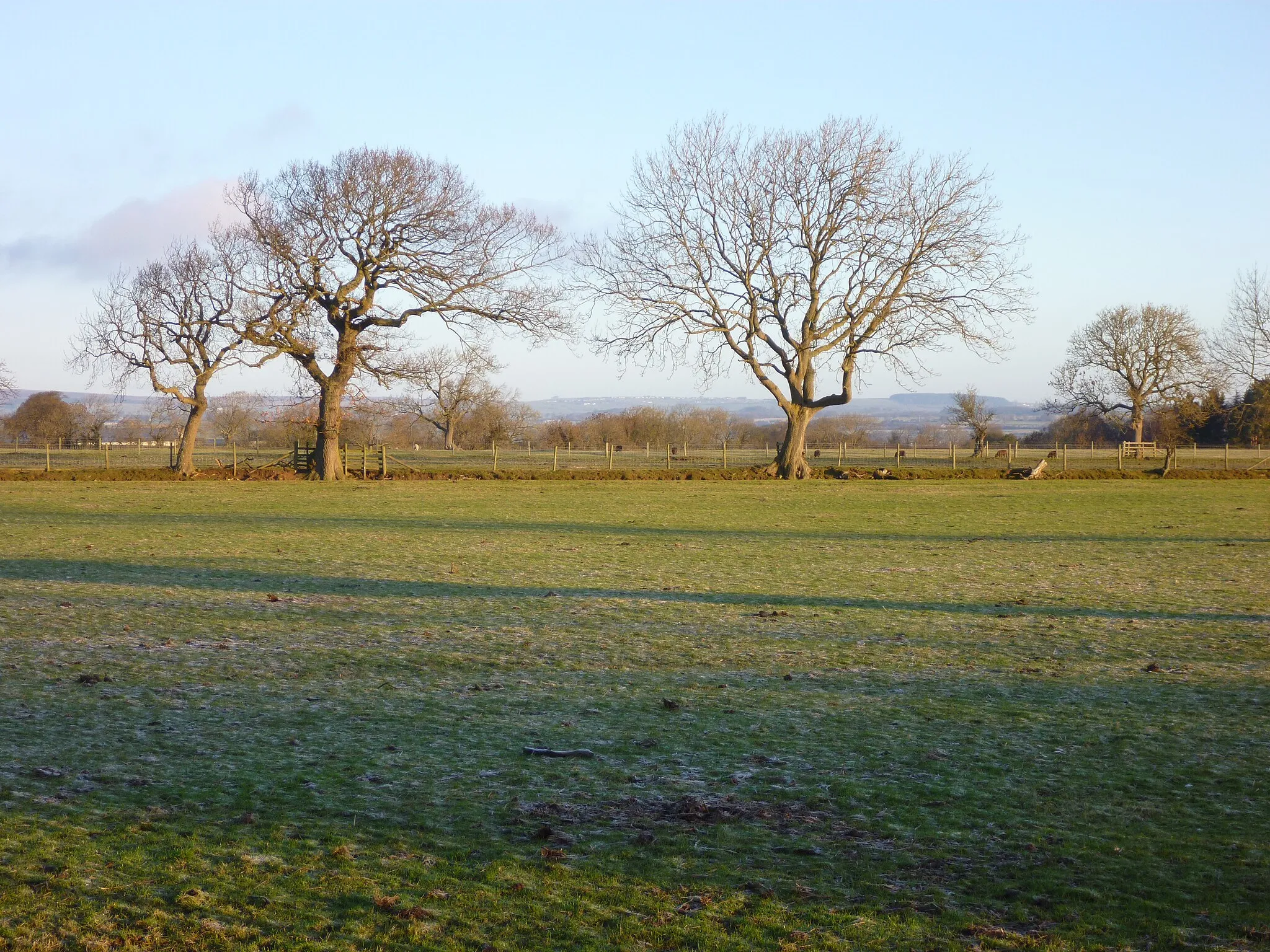 Photo showing: Ash Trees on field boundary east of Cottage Farm
