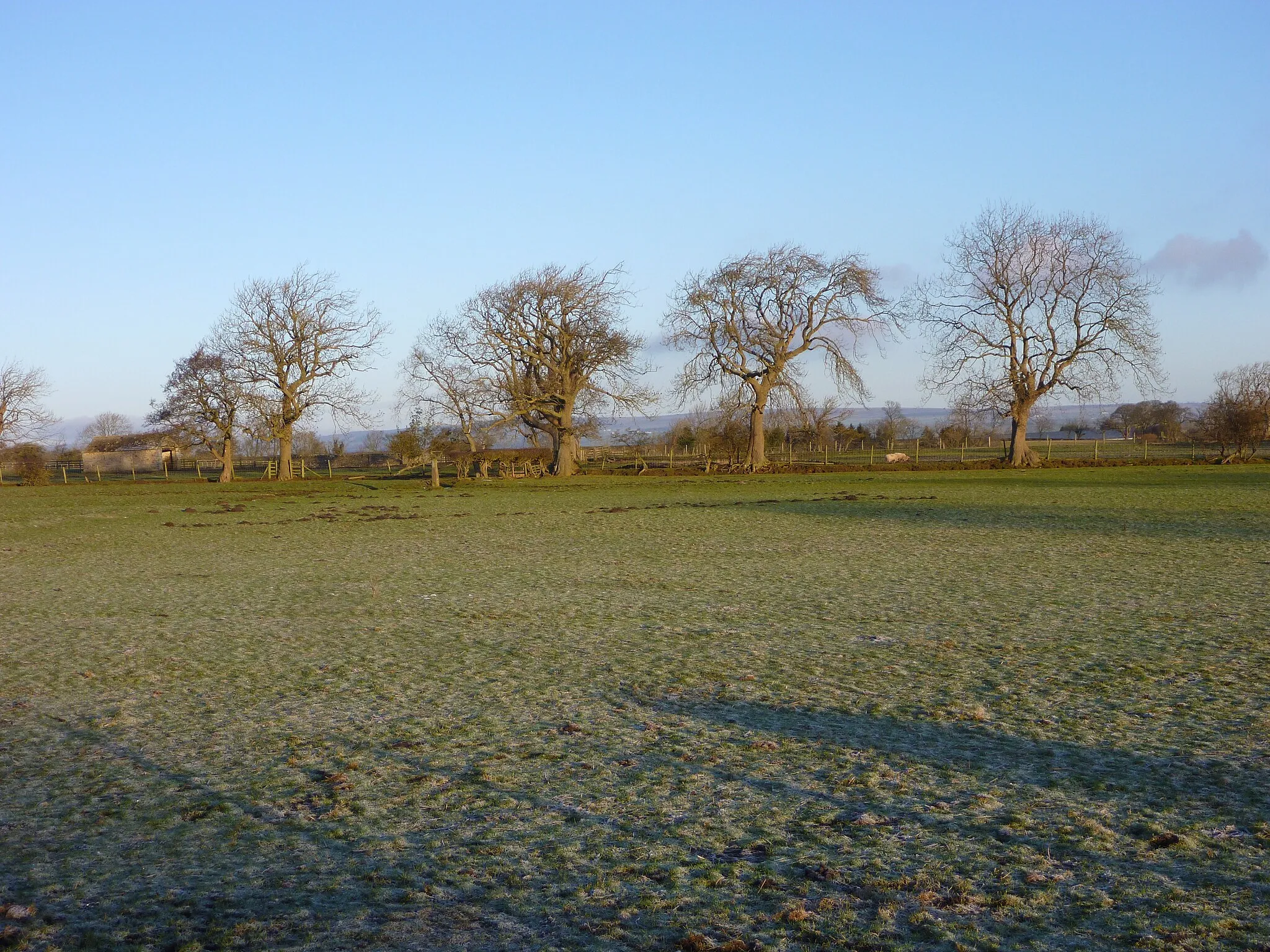 Photo showing: Ash Trees on field boundary on Cottage Farm