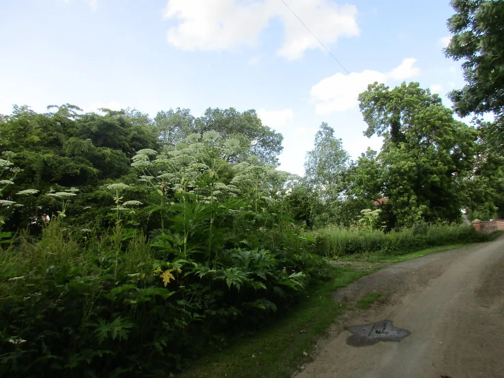 Photo showing: Giant Hogweed at Uckerby