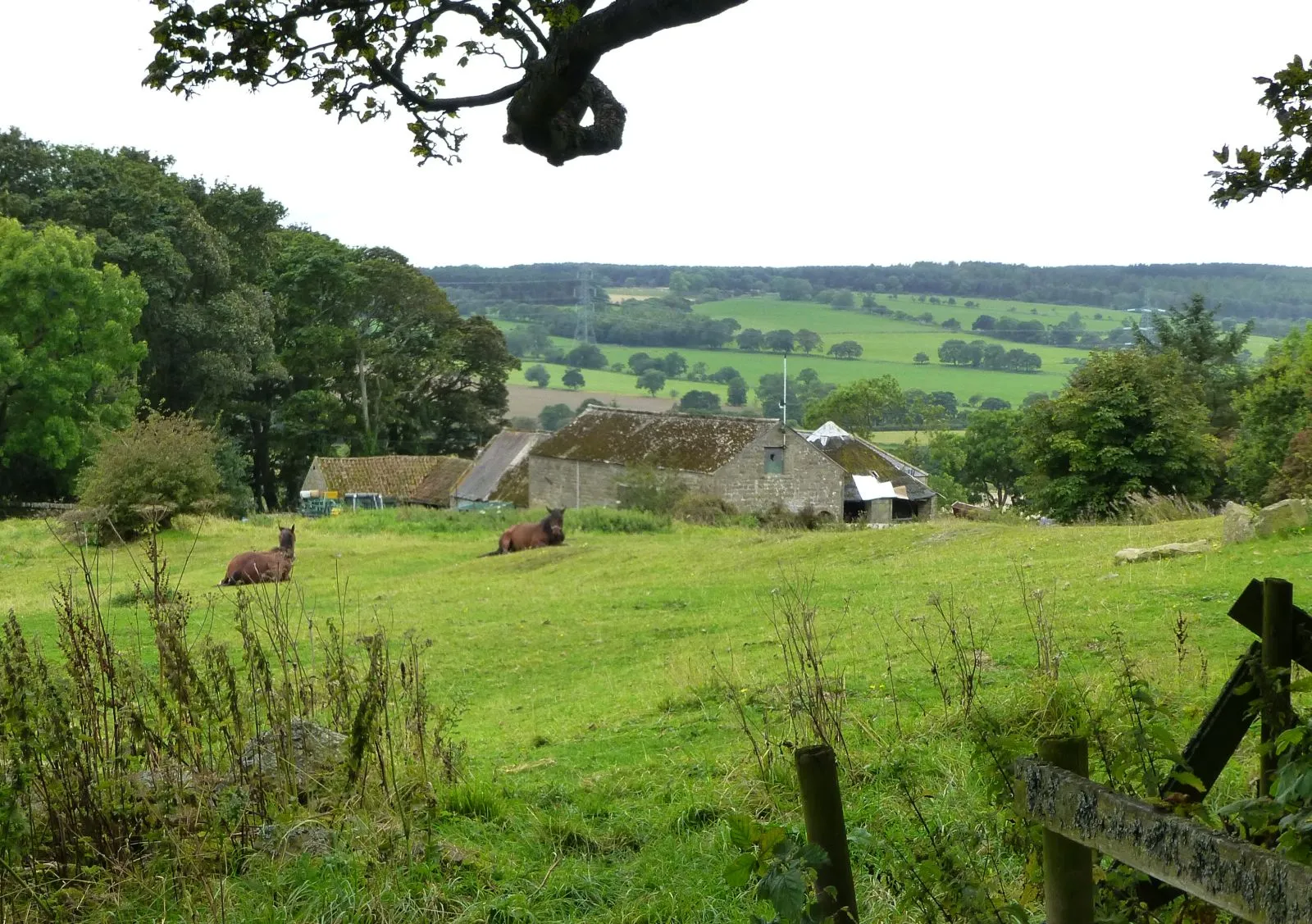 Photo showing: Horses resting in pasture