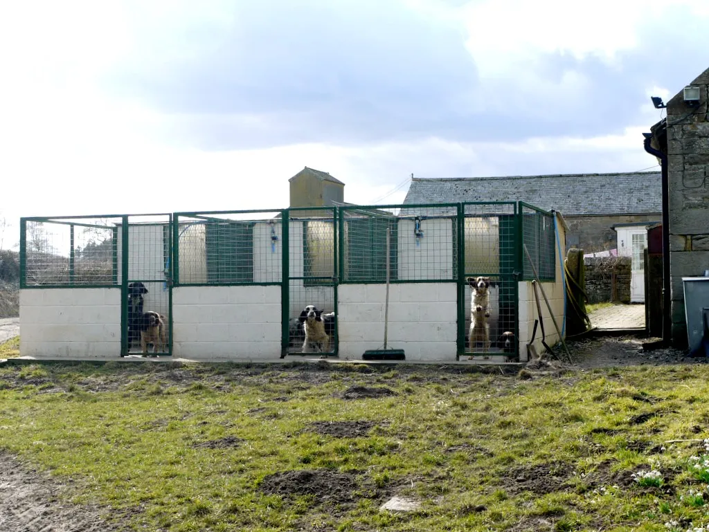 Photo showing: Kennels, Longwitton Dene Working dogs, possibly for the Longwitton Shoot which is based here.