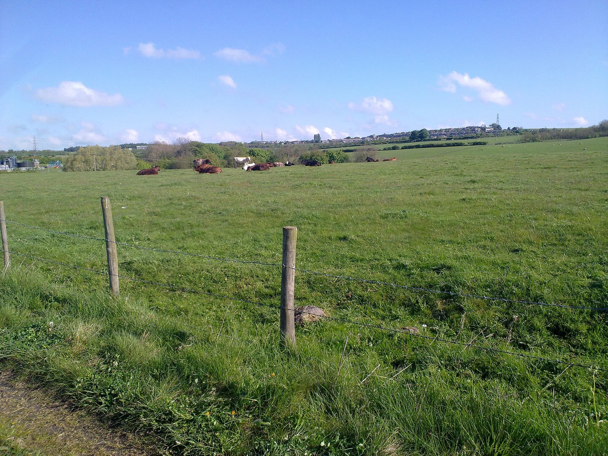 Photo showing: Pasture near Crookhall Farm
