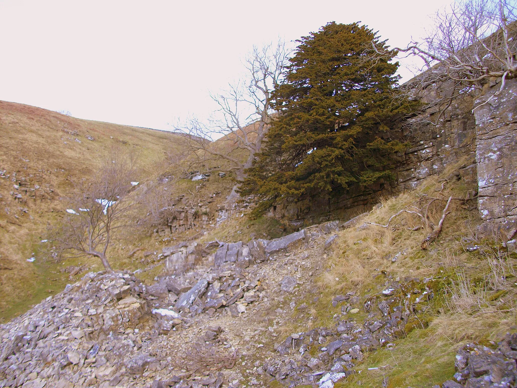 Photo showing: A Yew grows from a limestone & chert scar