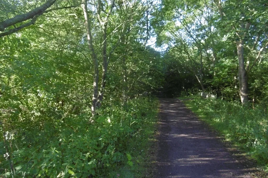 Photo showing: Castle Eden Walkway