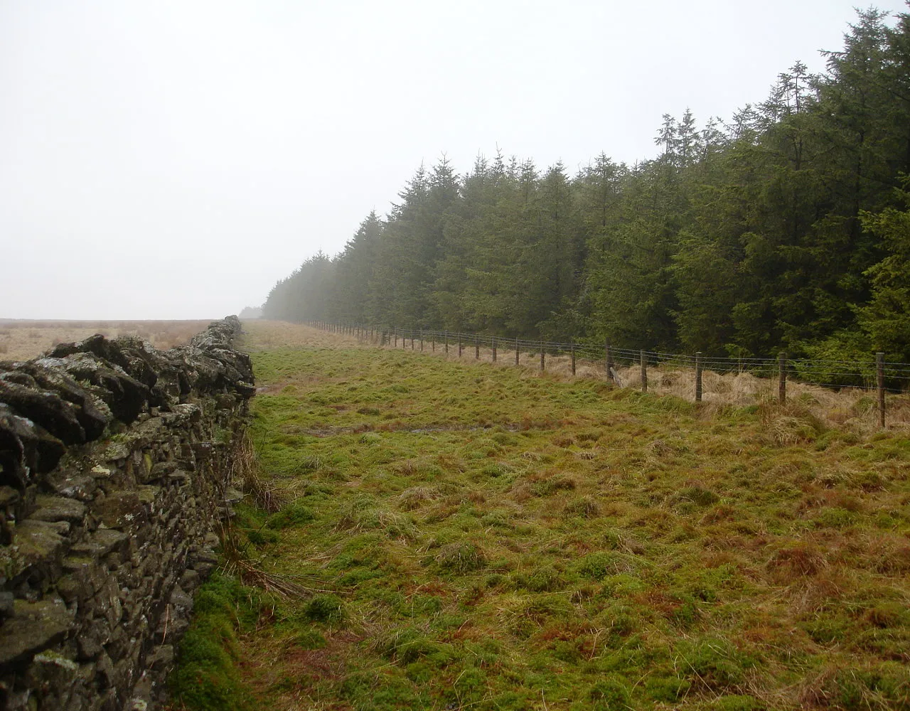 Photo showing: Forest edge on Blake Hill Whilst the drystone wall seems to mark the boundary of the property which has been forested, it is in a state of some disrepair (two collapsed sections are within a short distance either side of the photographer position) and livestock are kept out of the forest by a pigwire fence with two lines of barbed wire, some way back from the boundary. There is some evidence for vehicles having used the gap, despite its bogginess, most likely something lightweight like a quadbike.