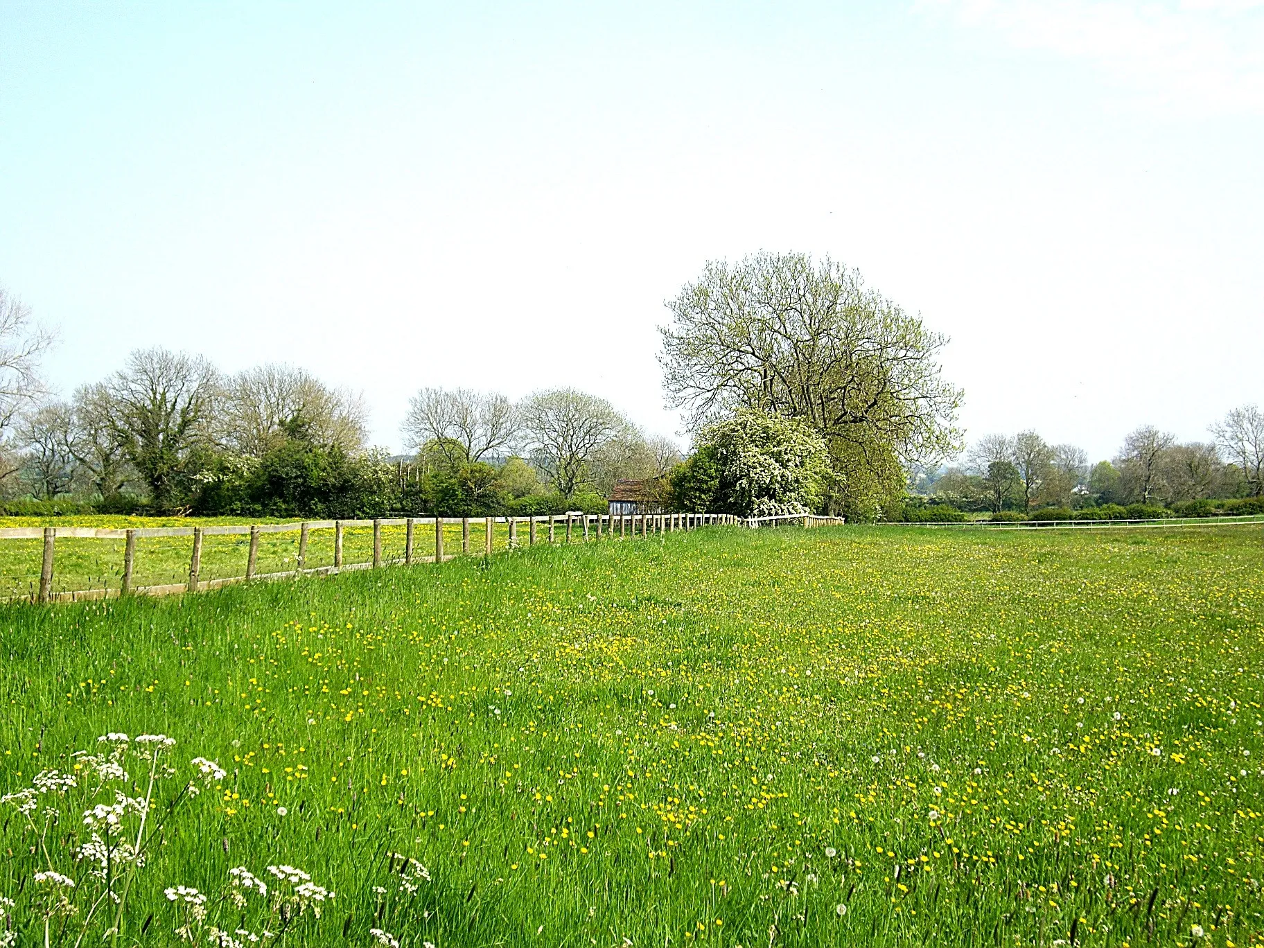 Photo showing: A flower meadow in May