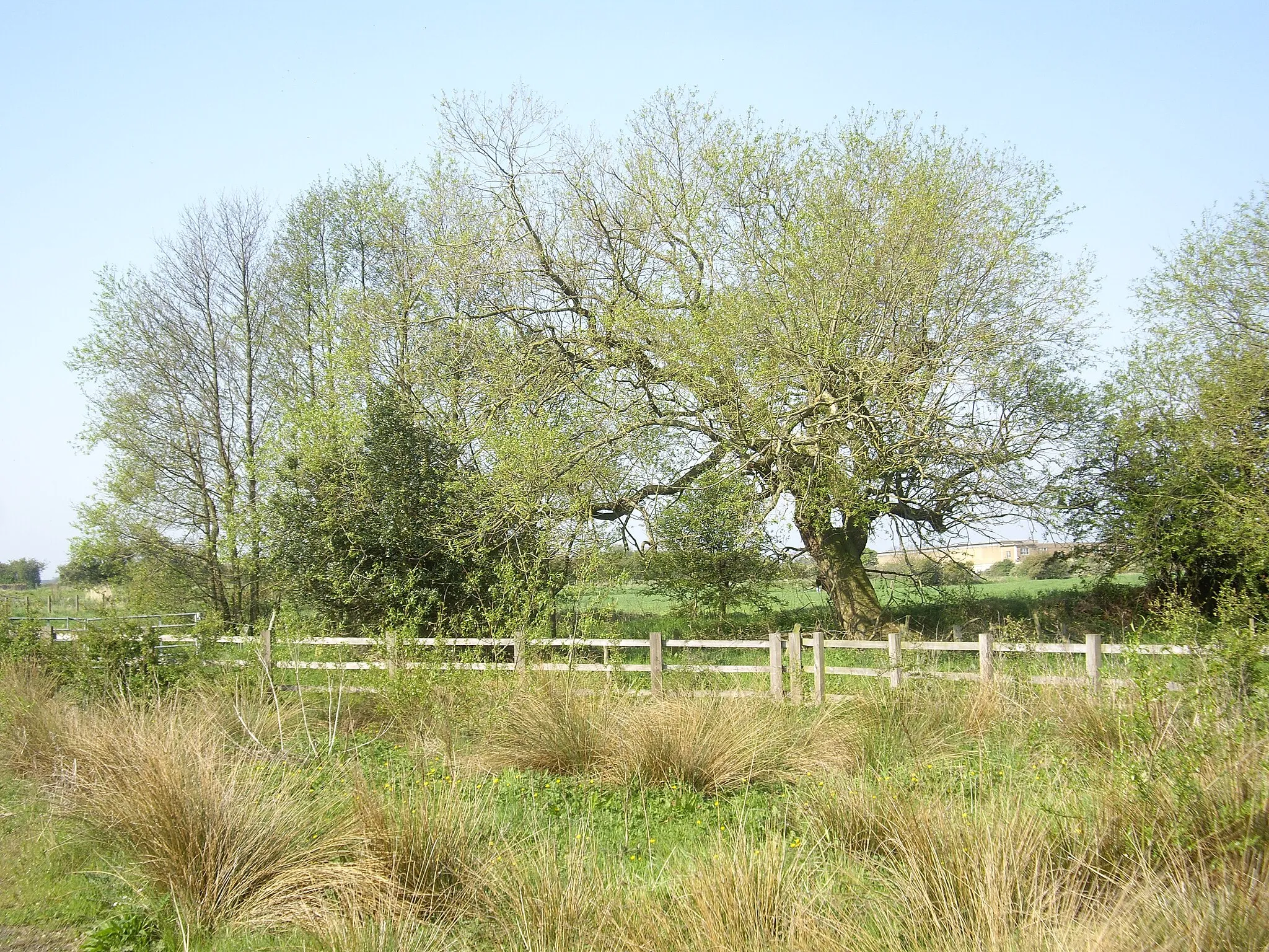 Photo showing: A gnarled willow by the River Gaunless