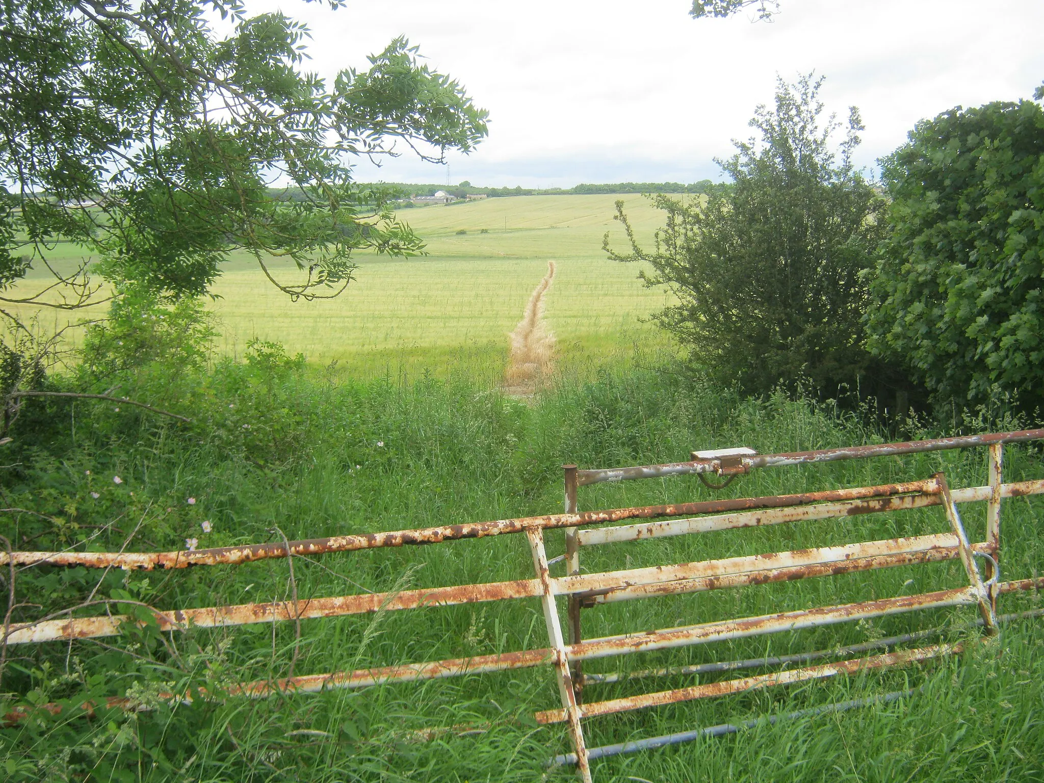 Photo showing: Footpath from Bolam to Bildershaw with crop sprayed out