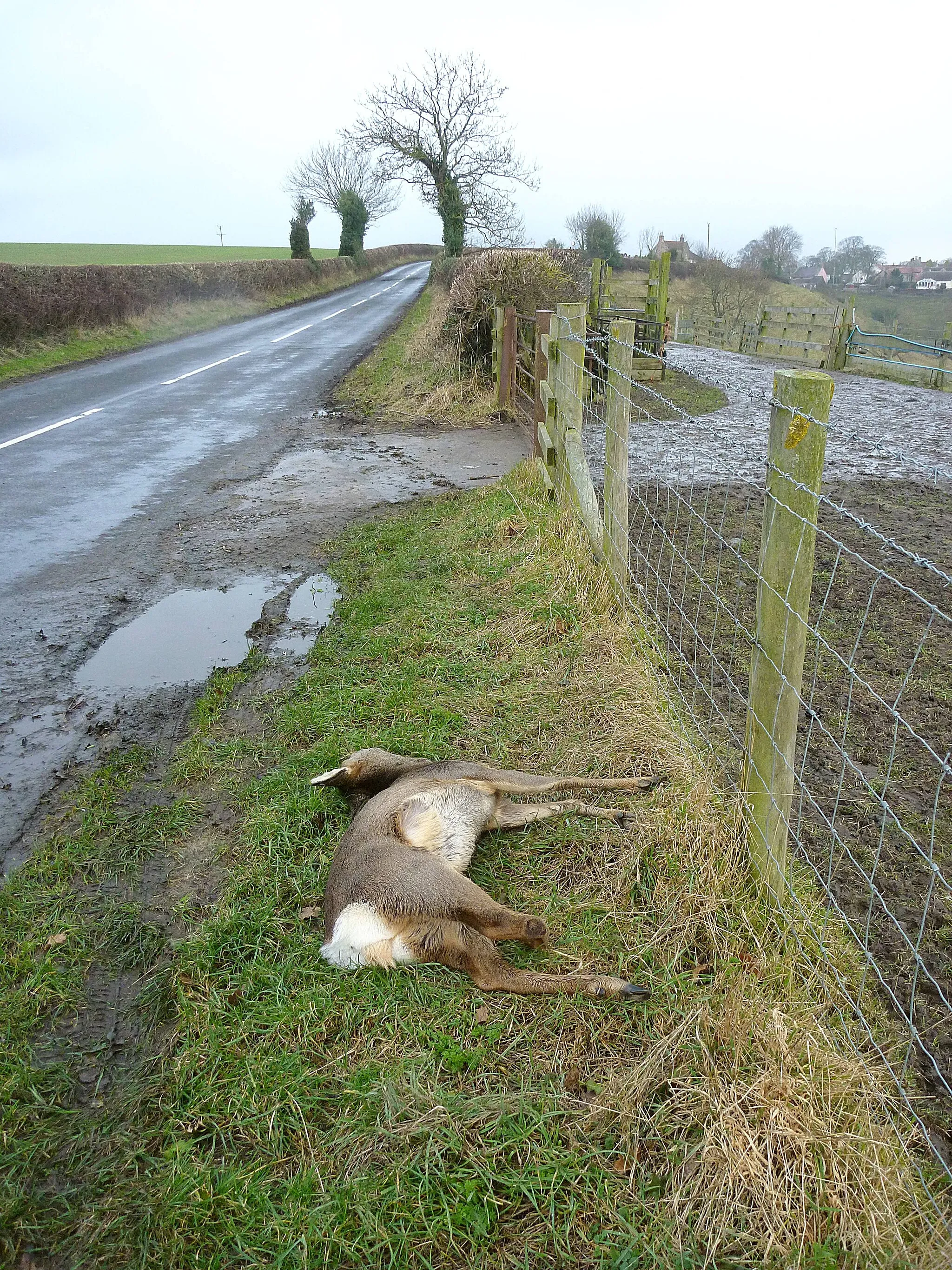 Photo showing: Big roadkill on the road from Ovington