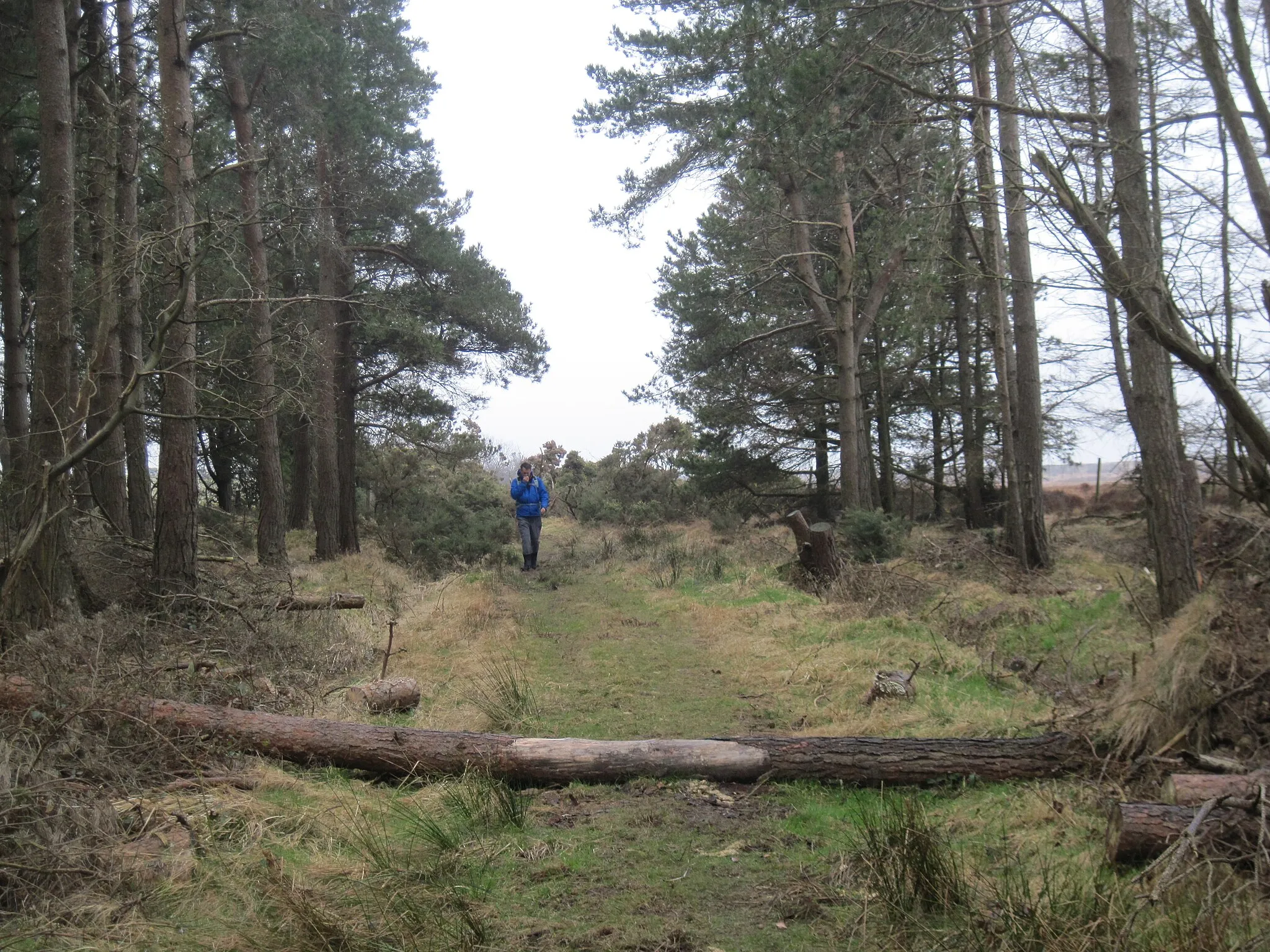 Photo showing: Bridleway  through  Newton  Mulgrave  Wood