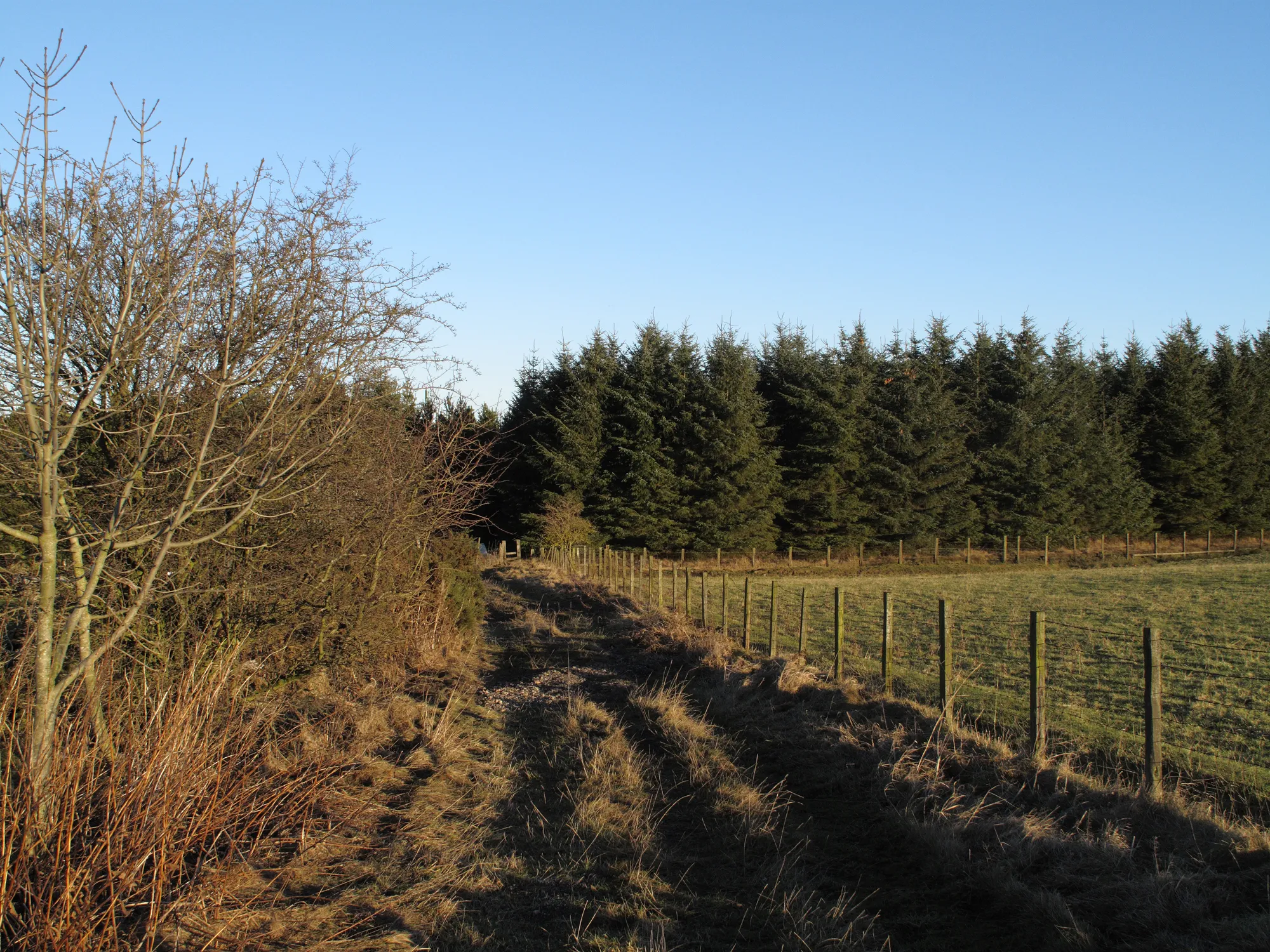 Photo showing: Fenced footpath between fields