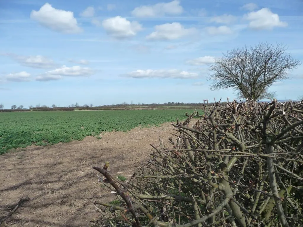 Photo showing: Arable farmland, north side of Back Lane