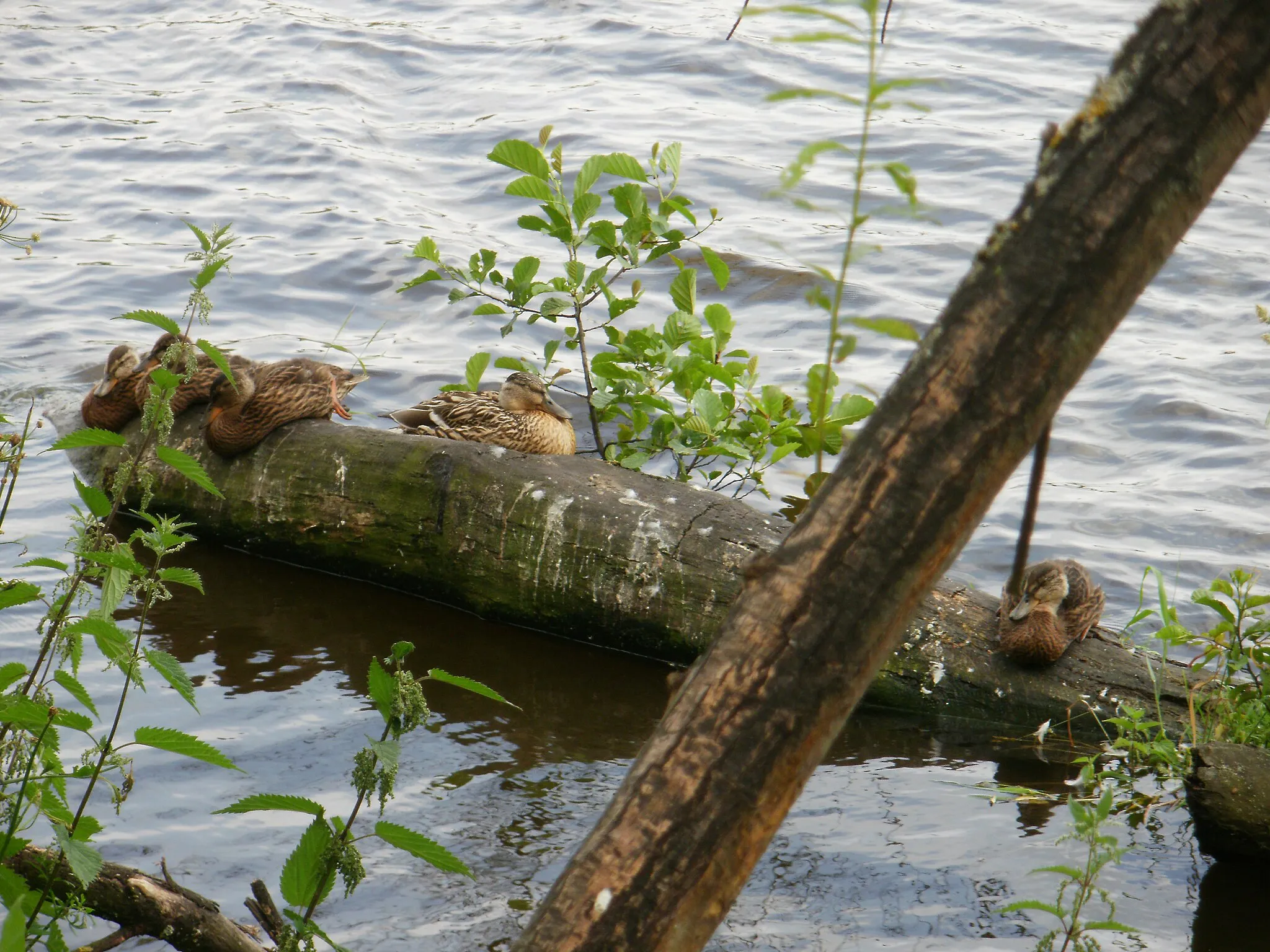 Photo showing: Ducks on a log in the water  -  River Tees
