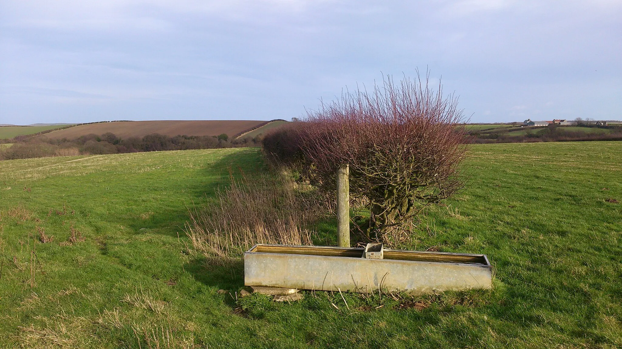 Photo showing: Hedge & Trough