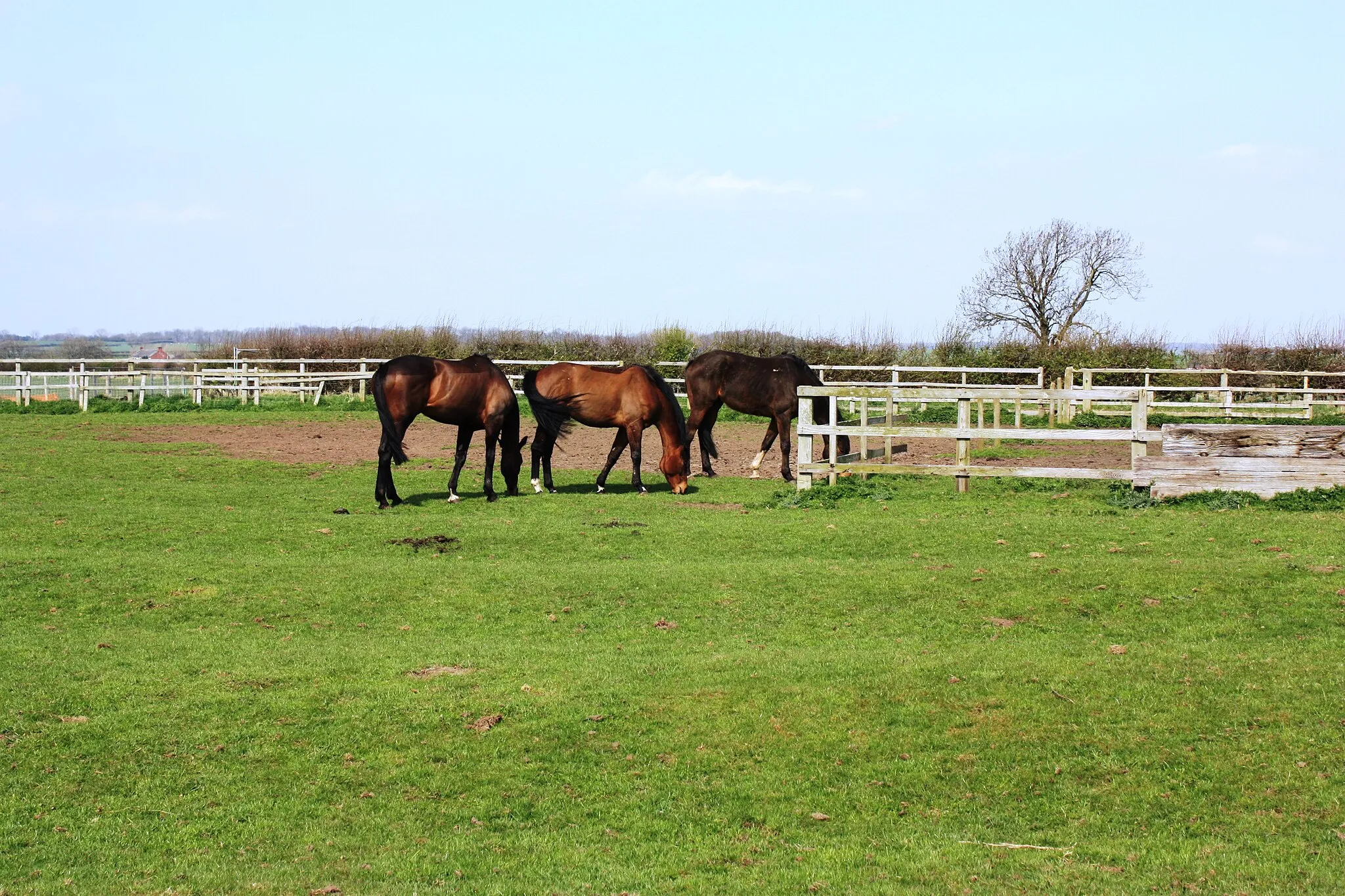 Photo showing: Horses grazing on footpath at Newton Bewley