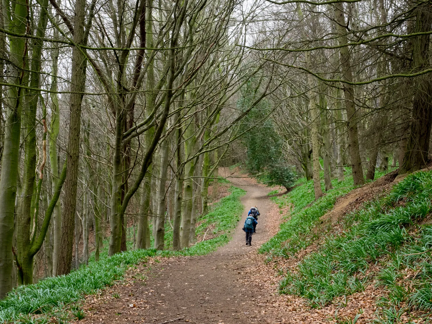 Photo showing: Path in Whorl Hill Wood