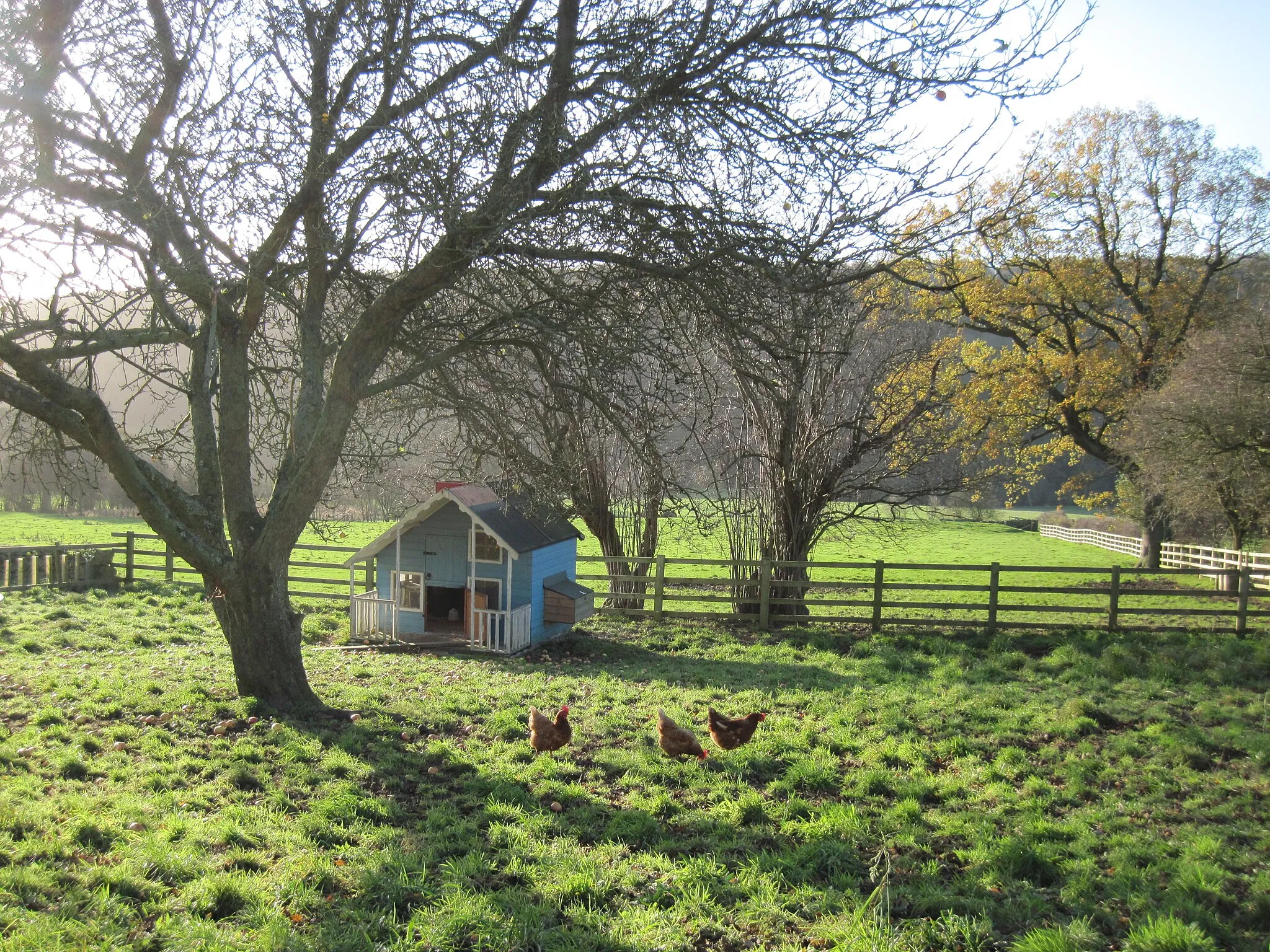 Photo showing: A  Real  Hen  House