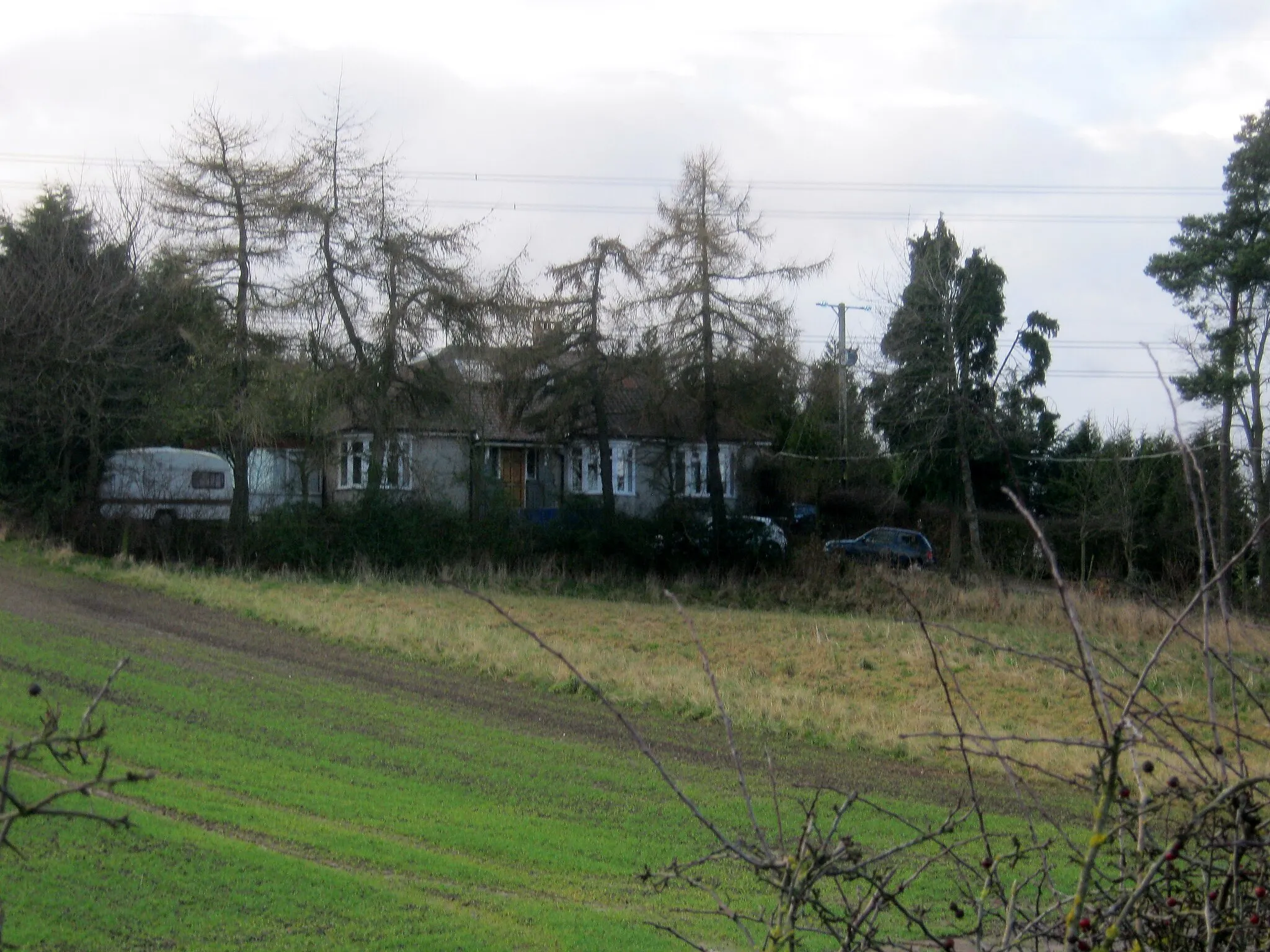Photo showing: Evergreen near Thorpe Thewles
