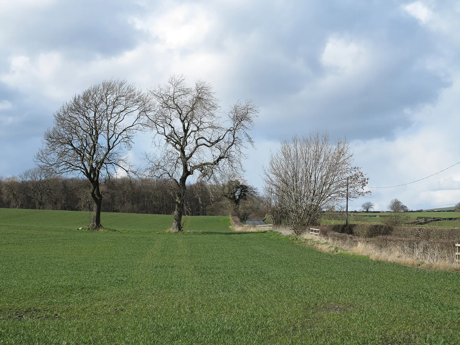 Photo showing: Field with trees adjacent to Quarry Burn Lane