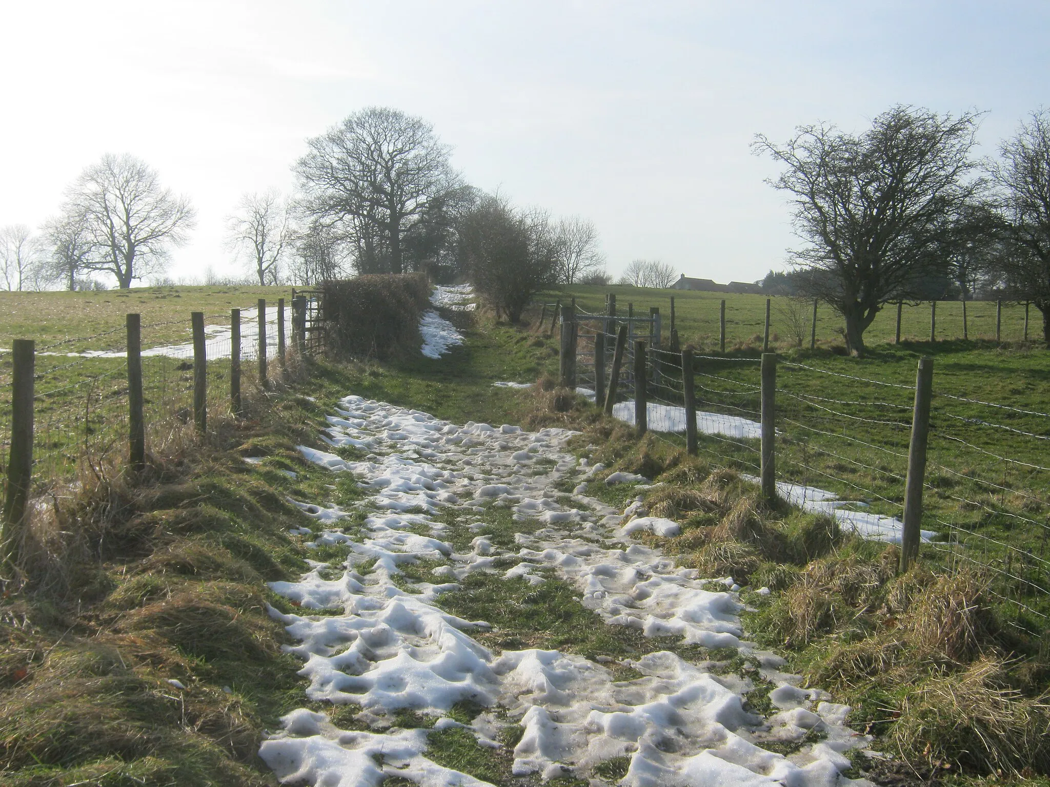 Photo showing: Bridleway to the eastern end of Hamsterley