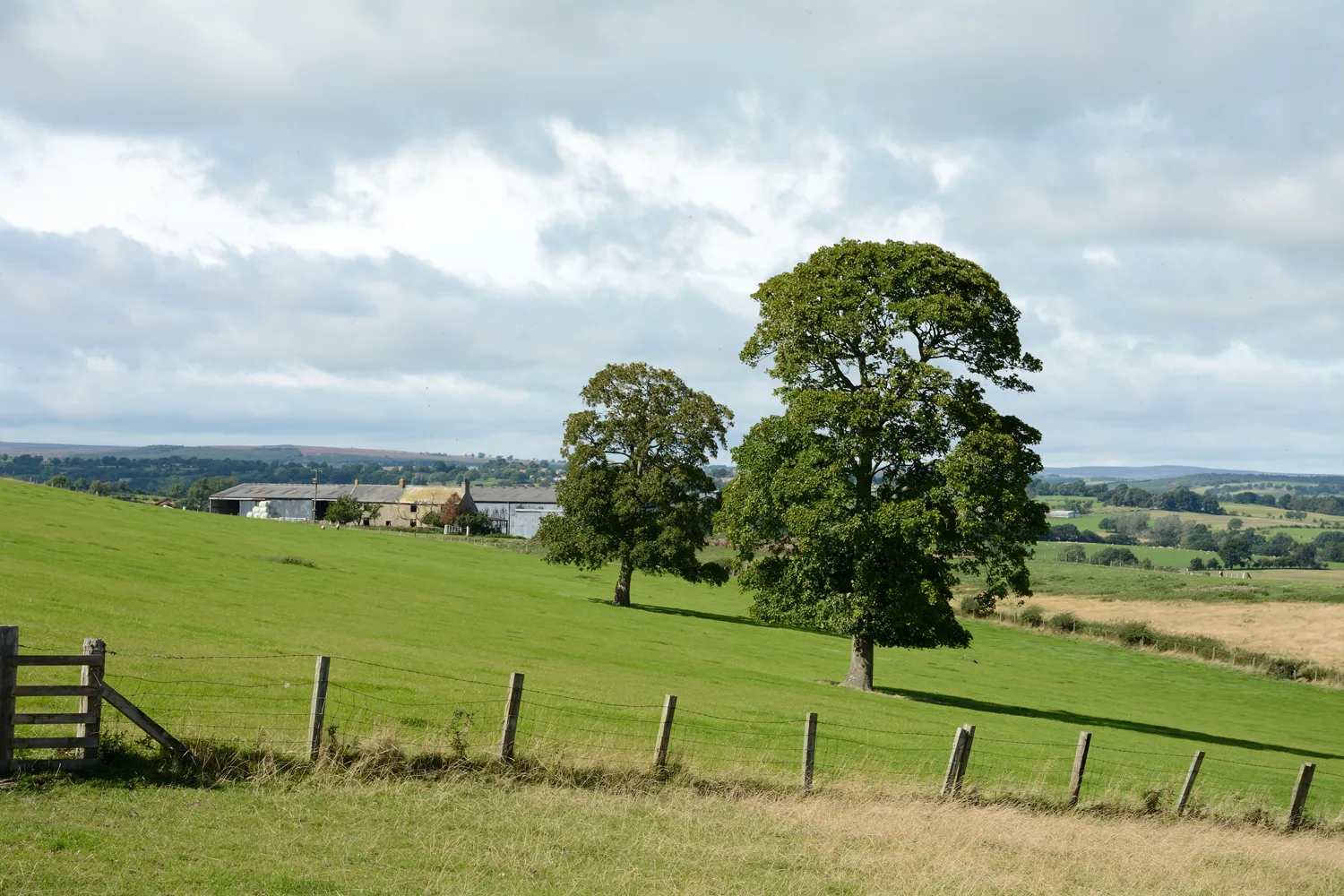 Photo showing: A farm and two trees