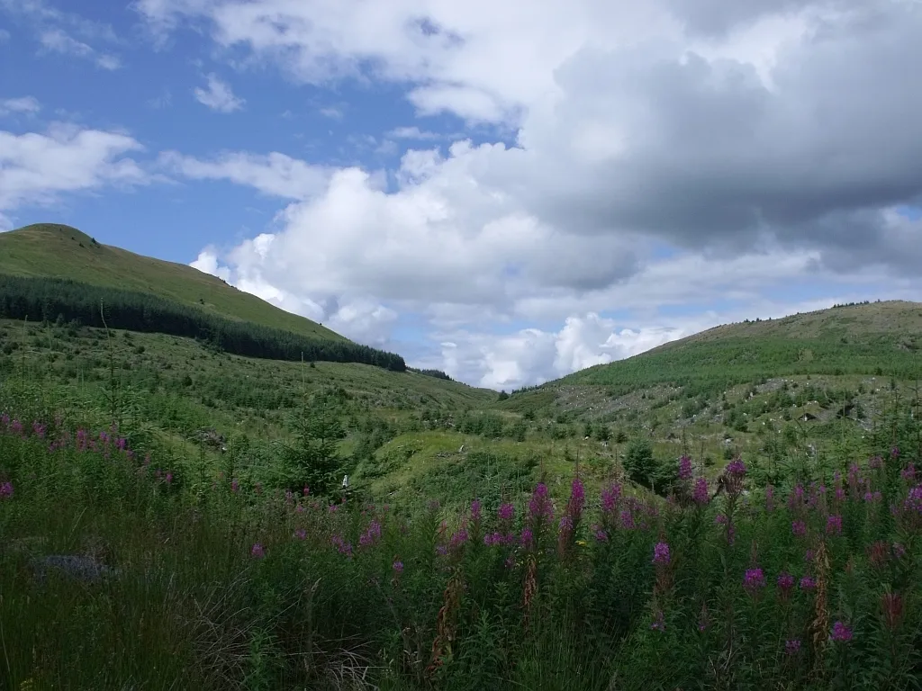 Photo showing: Fireweed and rough terrain