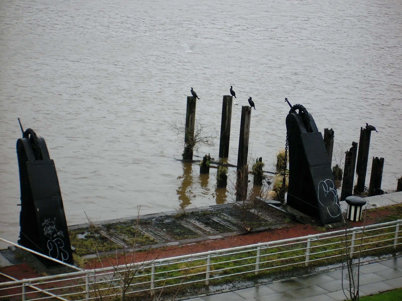 Photo showing: Cormorants as seen from my old flat.