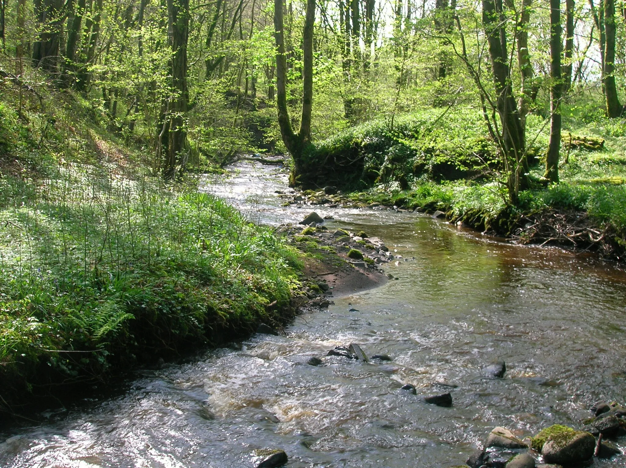 Photo showing: The Burnanne or Burnawn in Bank Wood near Galston, East Ayrshire, Scotland. 2007. Rosser 19:17, 25 April 2007 (UTC)