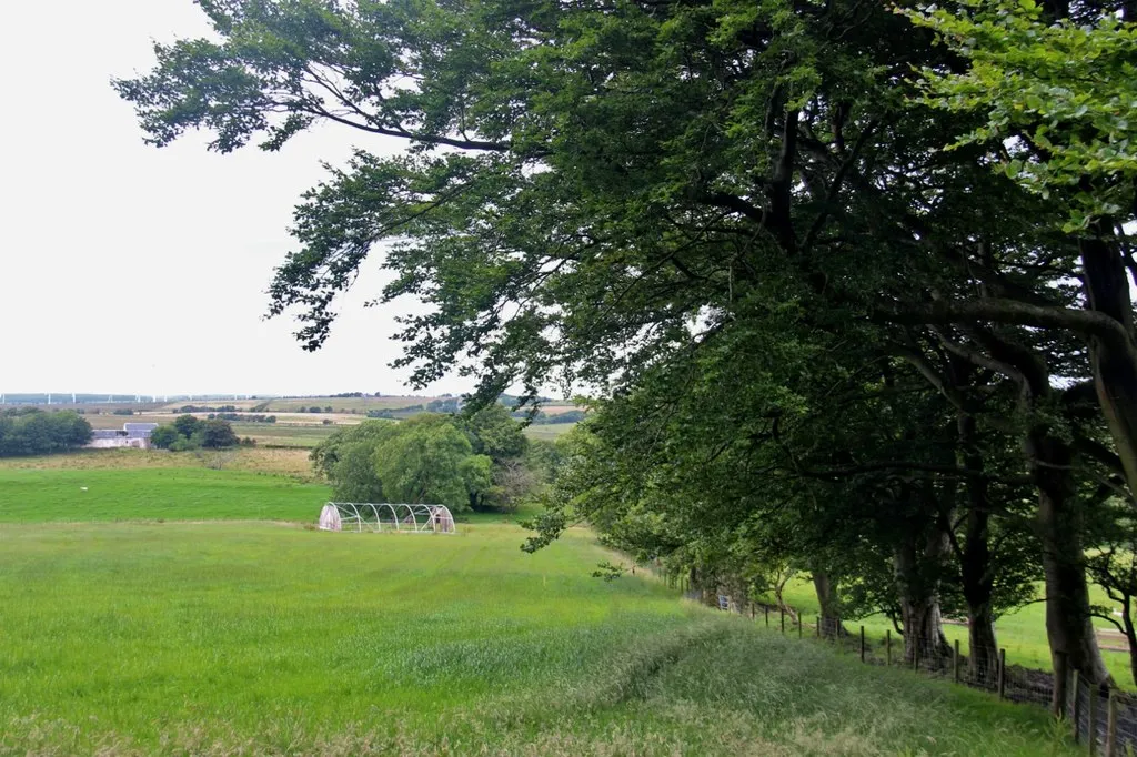 Photo showing: Cereal and ancient hedge at Loudon Hill