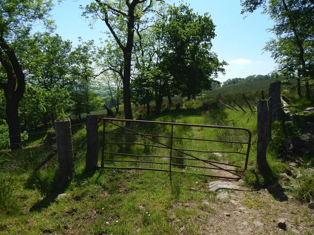 Photo showing: A track through the woods